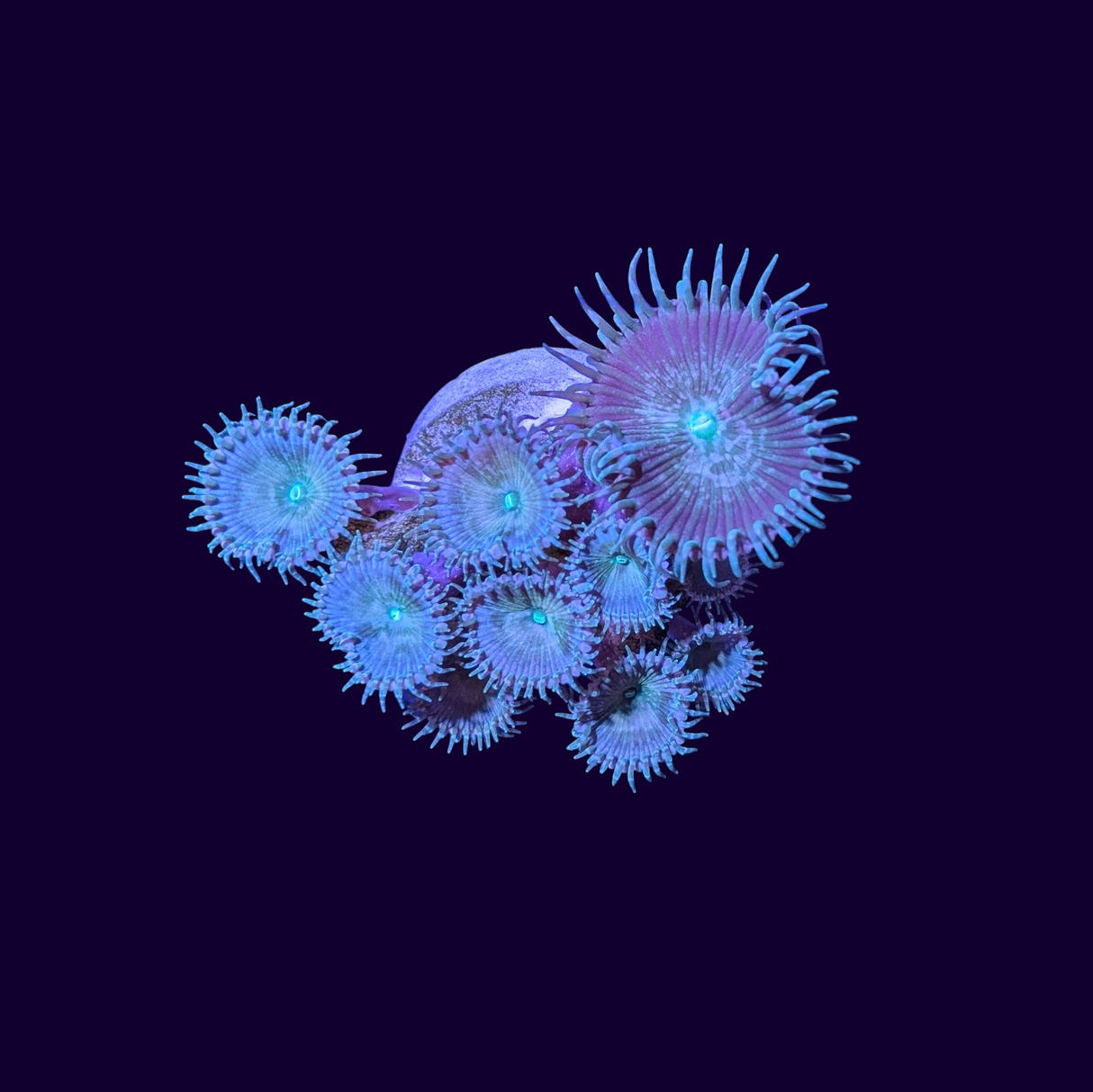 Paly Frag