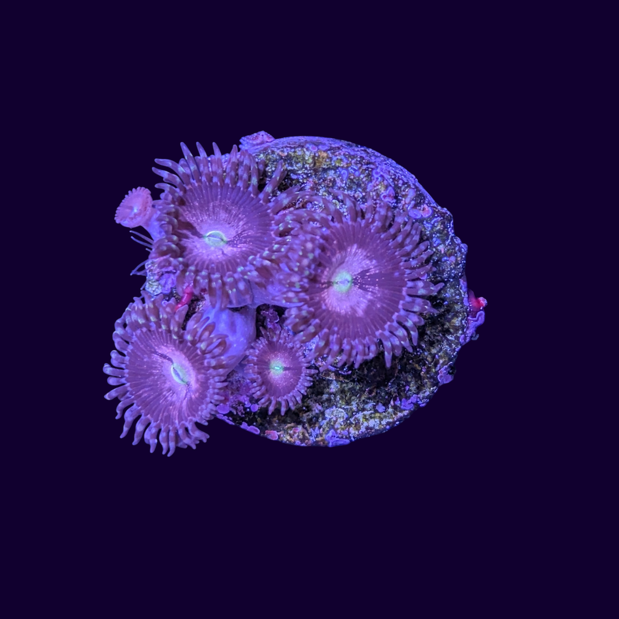 Purple Bee Zoa