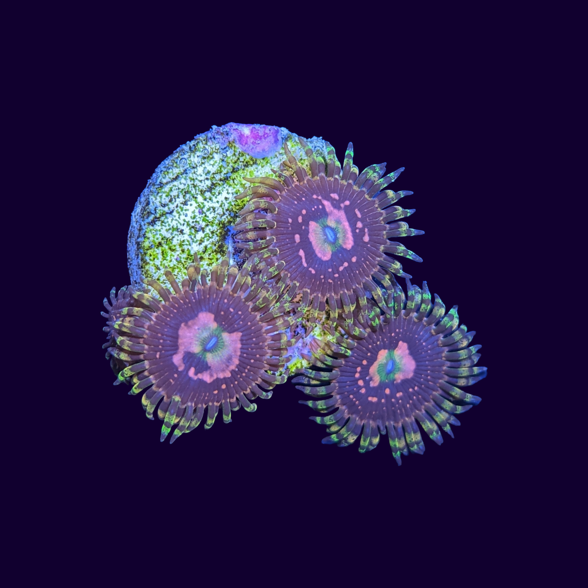 Space Chaos Zoa Frag