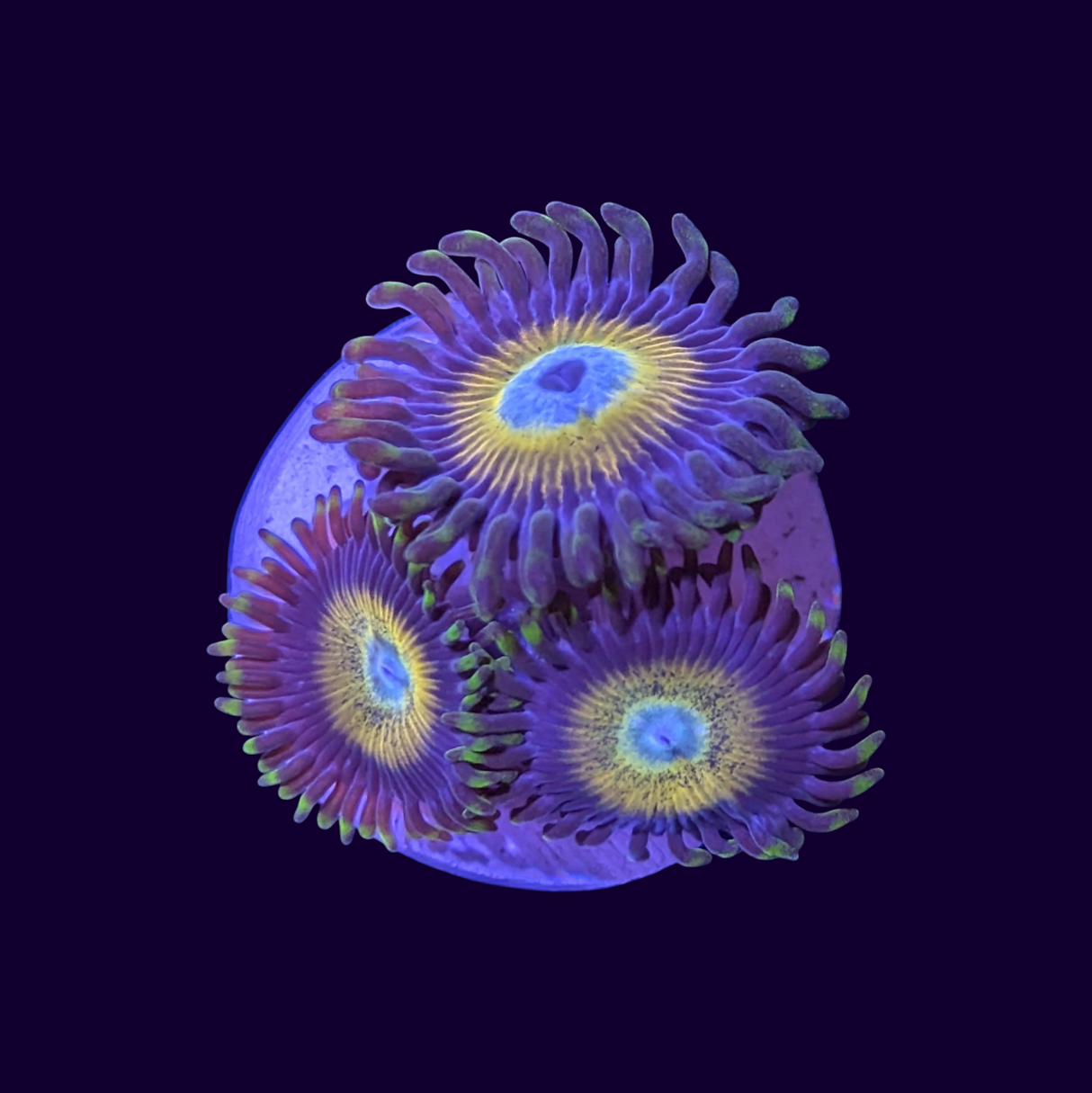 Scrambled Egg Zoas