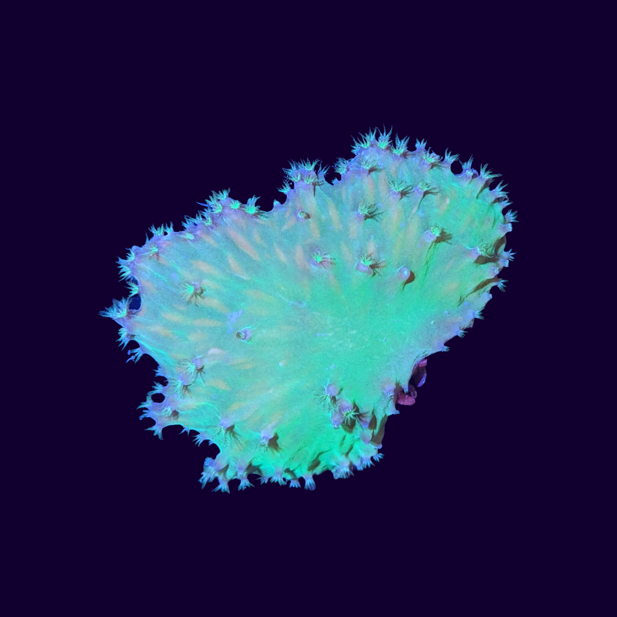 Green Cabbage Leather Coral