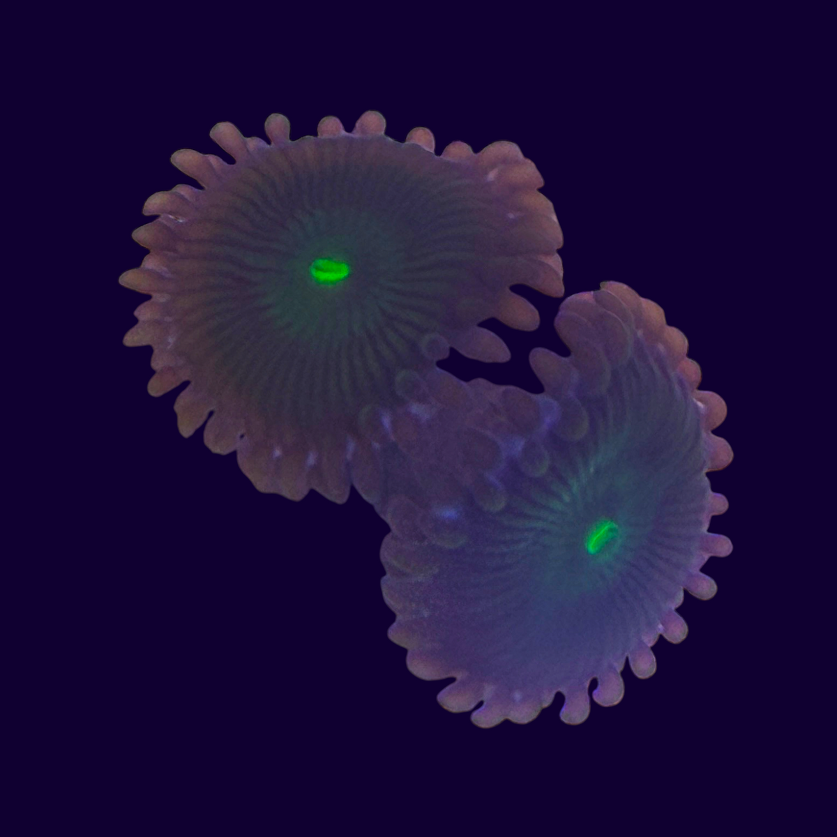 Green People Eaters Zoa