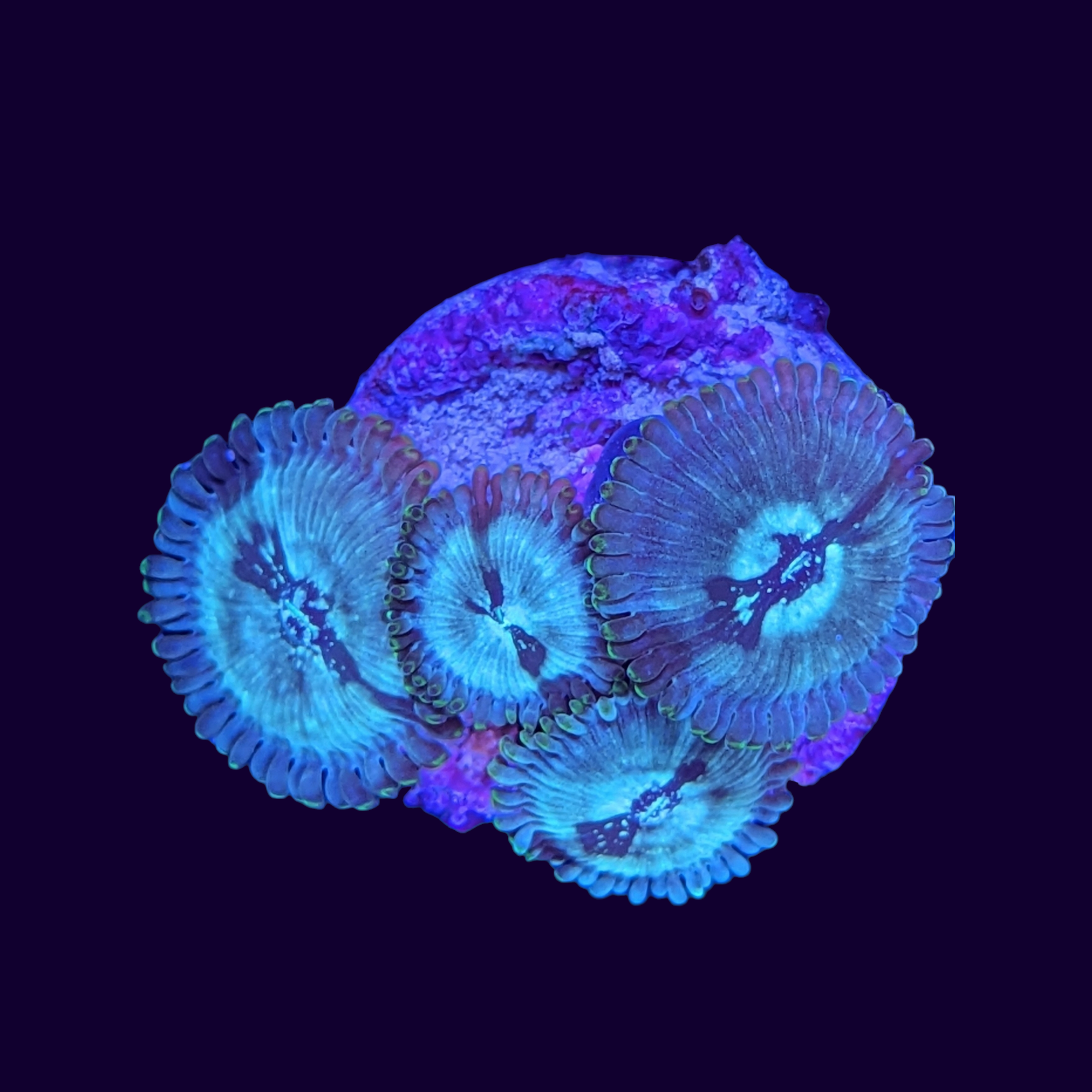 Green Agave Zoa Frag