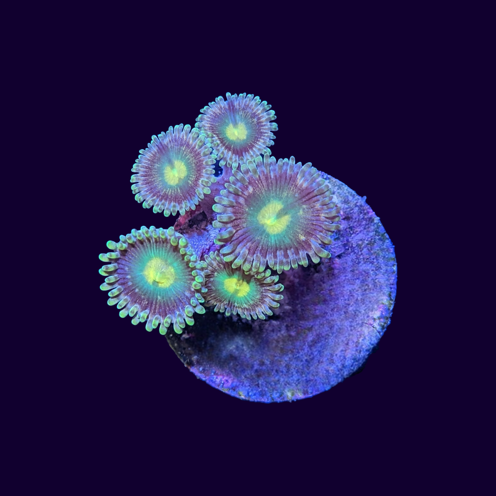 Zoa Frag