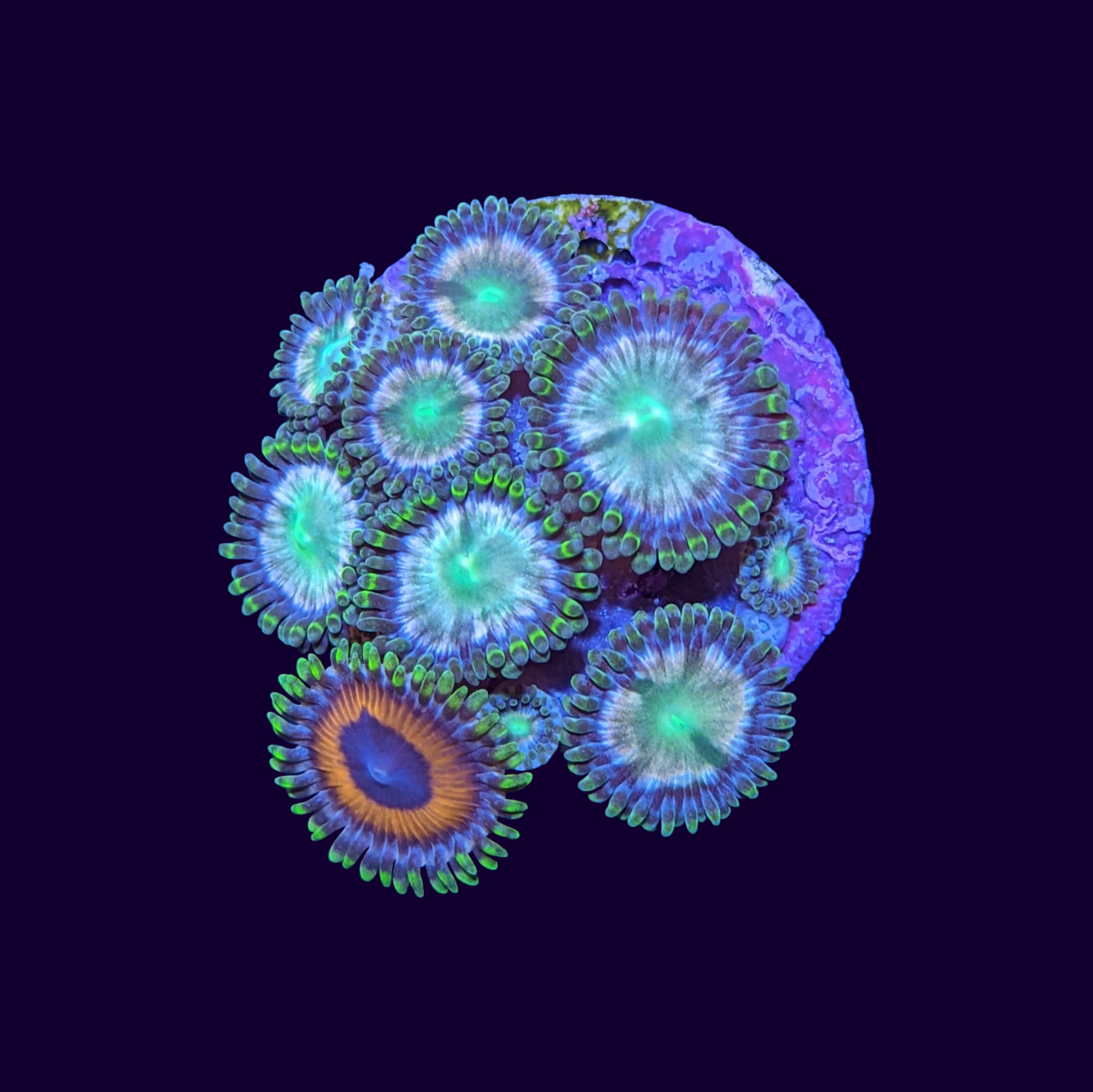 Hawaiian Punch and Eagle Eye Mix Zoa Frag