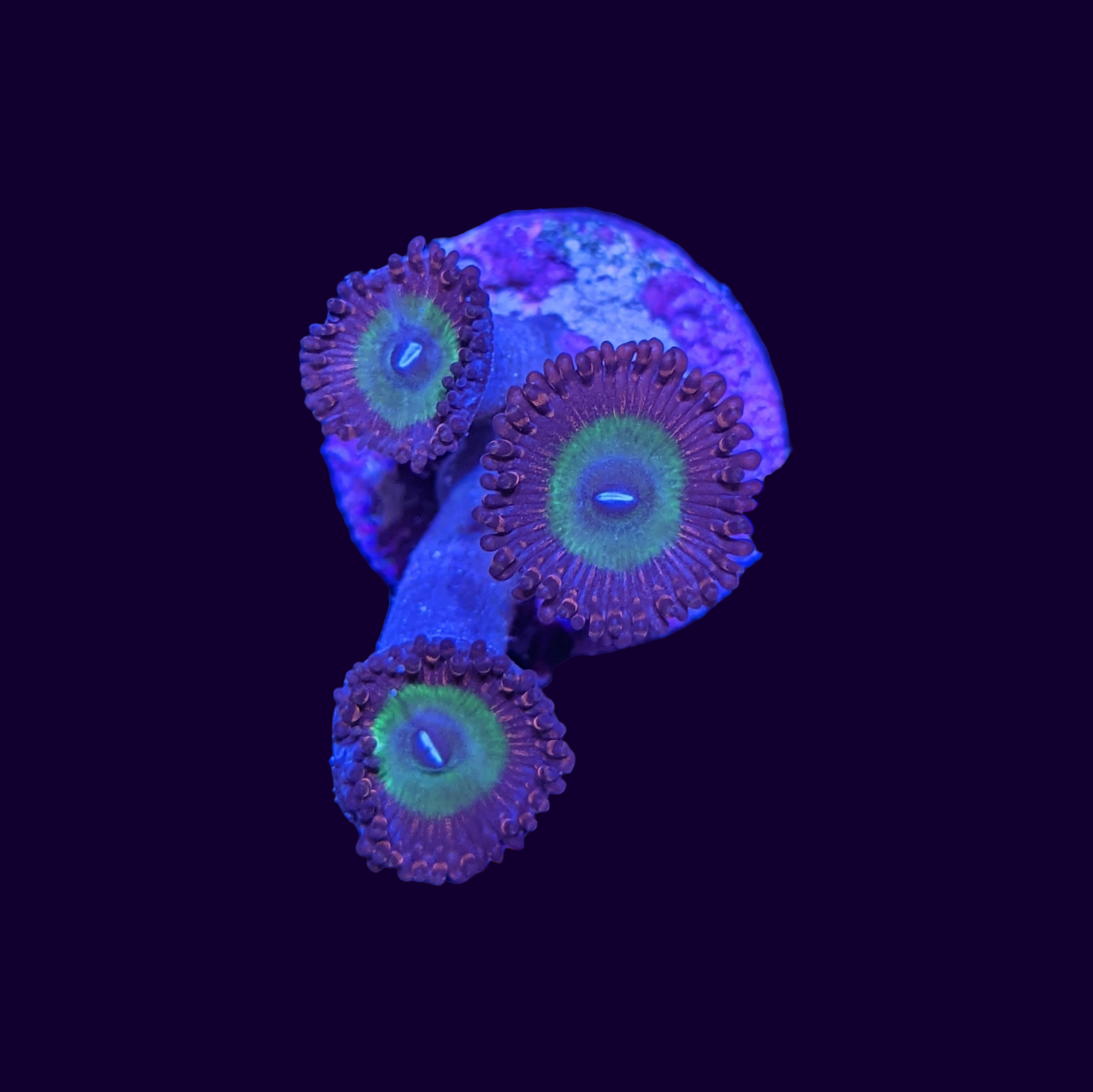 Candy Apple Orange Zoa Frag