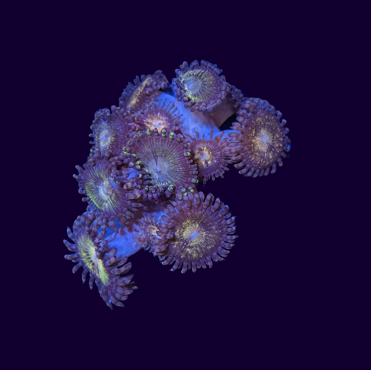 Reverse Space Monster Zoa Frag