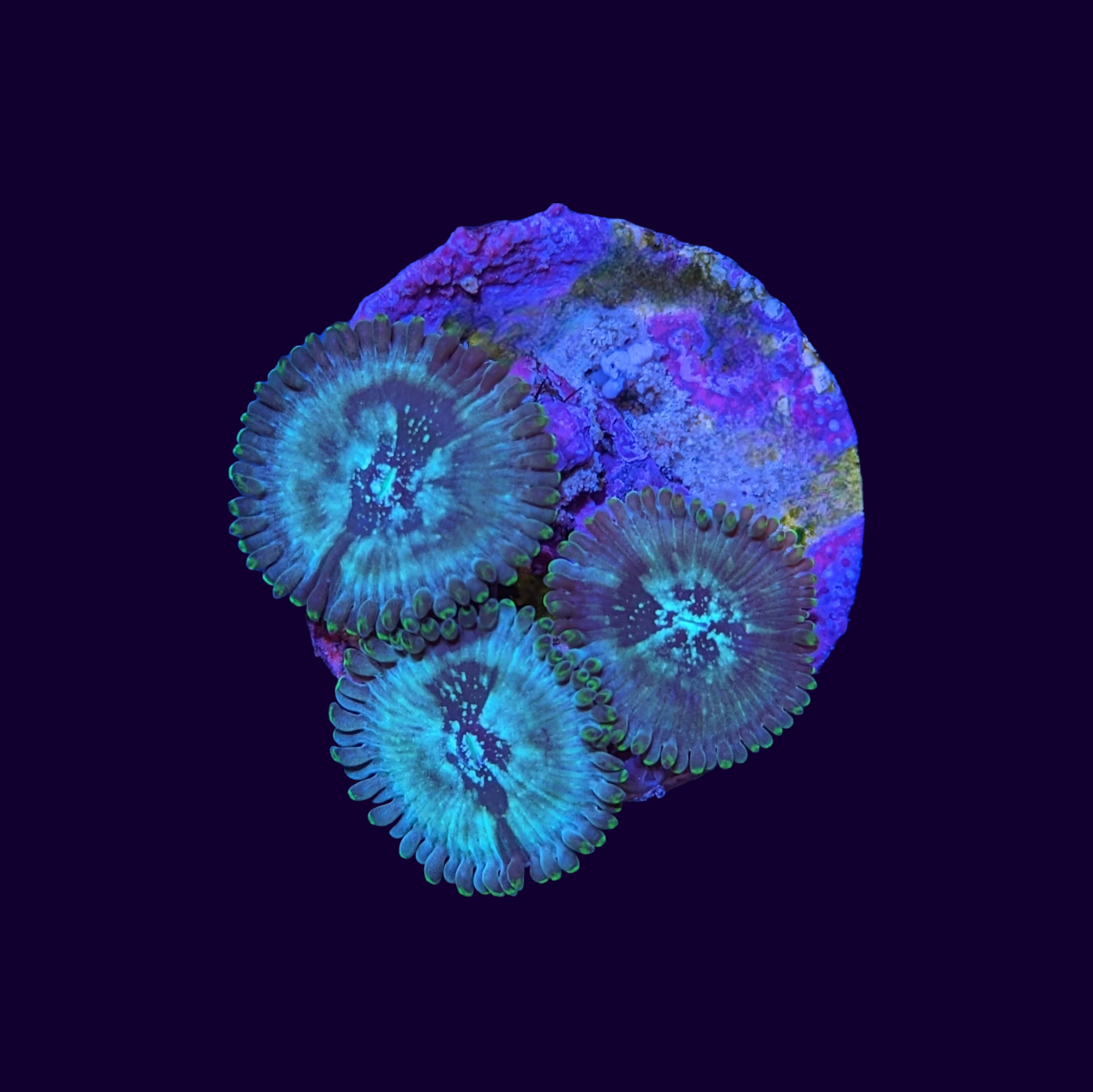 Hawaiian People Eater Zoa Frag