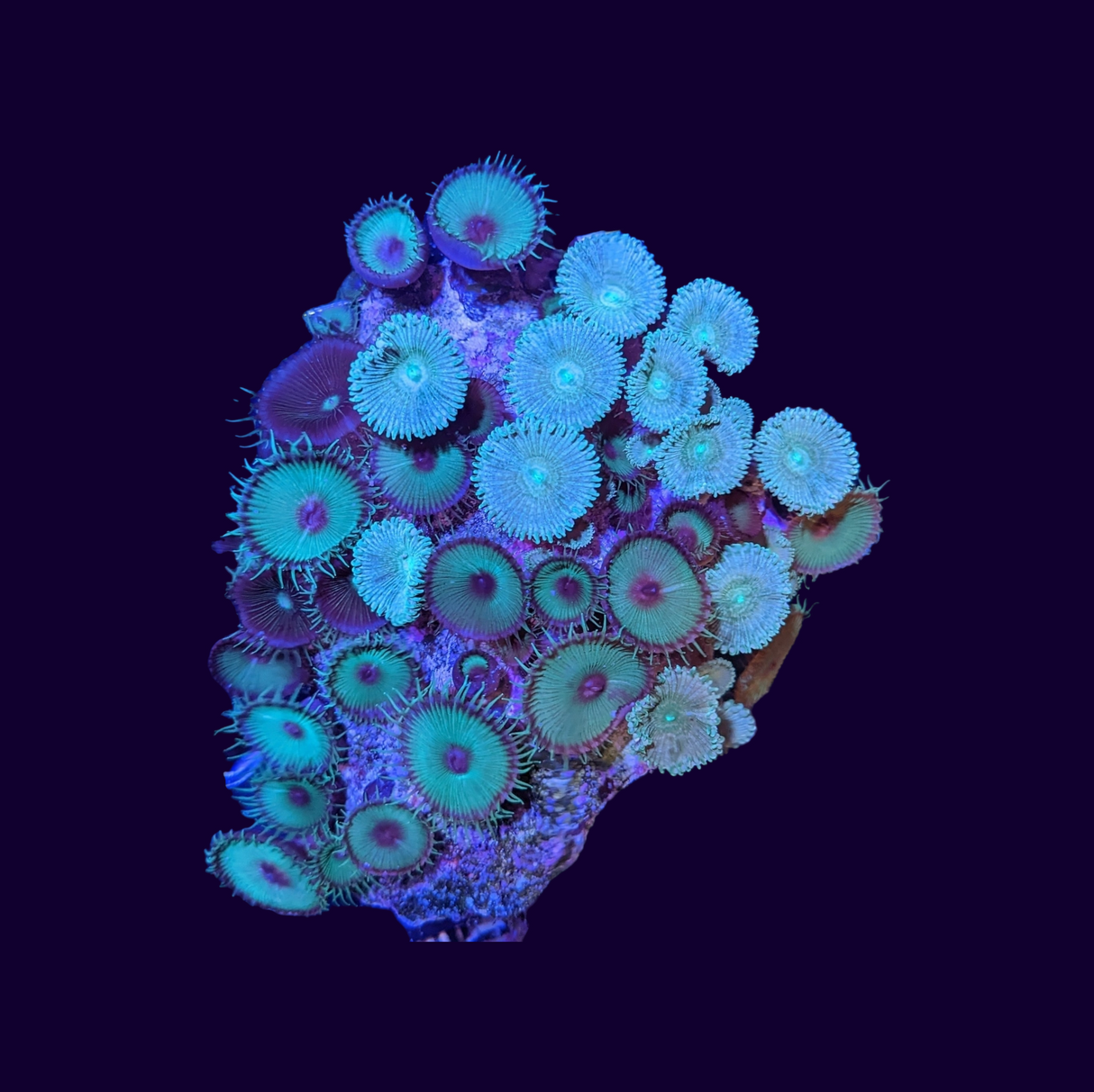 Green Paly Mix Zoa Colony