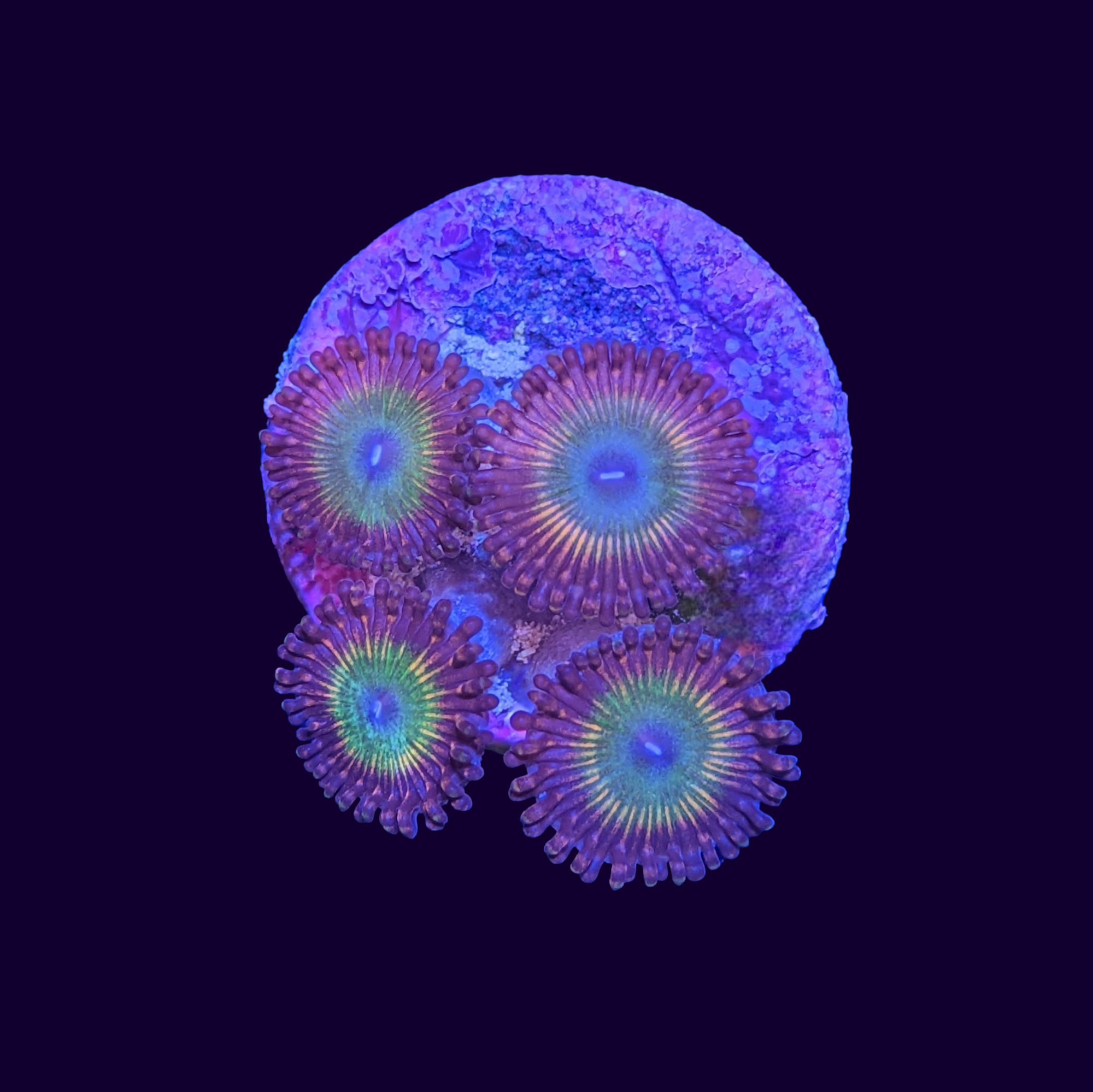 Candy Apple Orange Zoa Frag