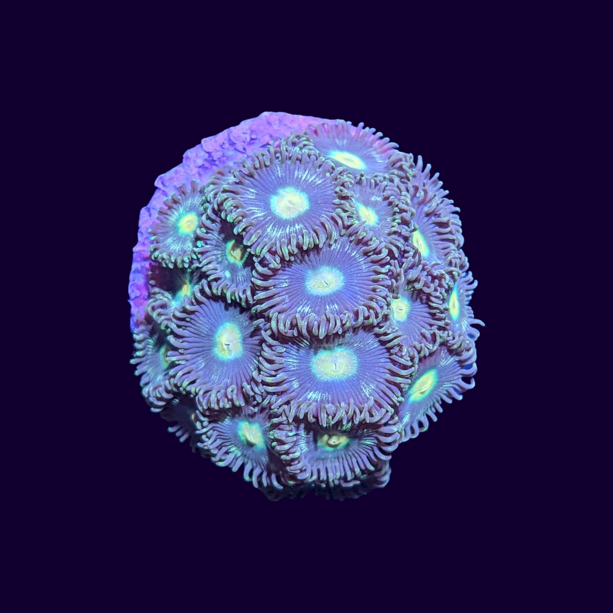 Zoa Frag