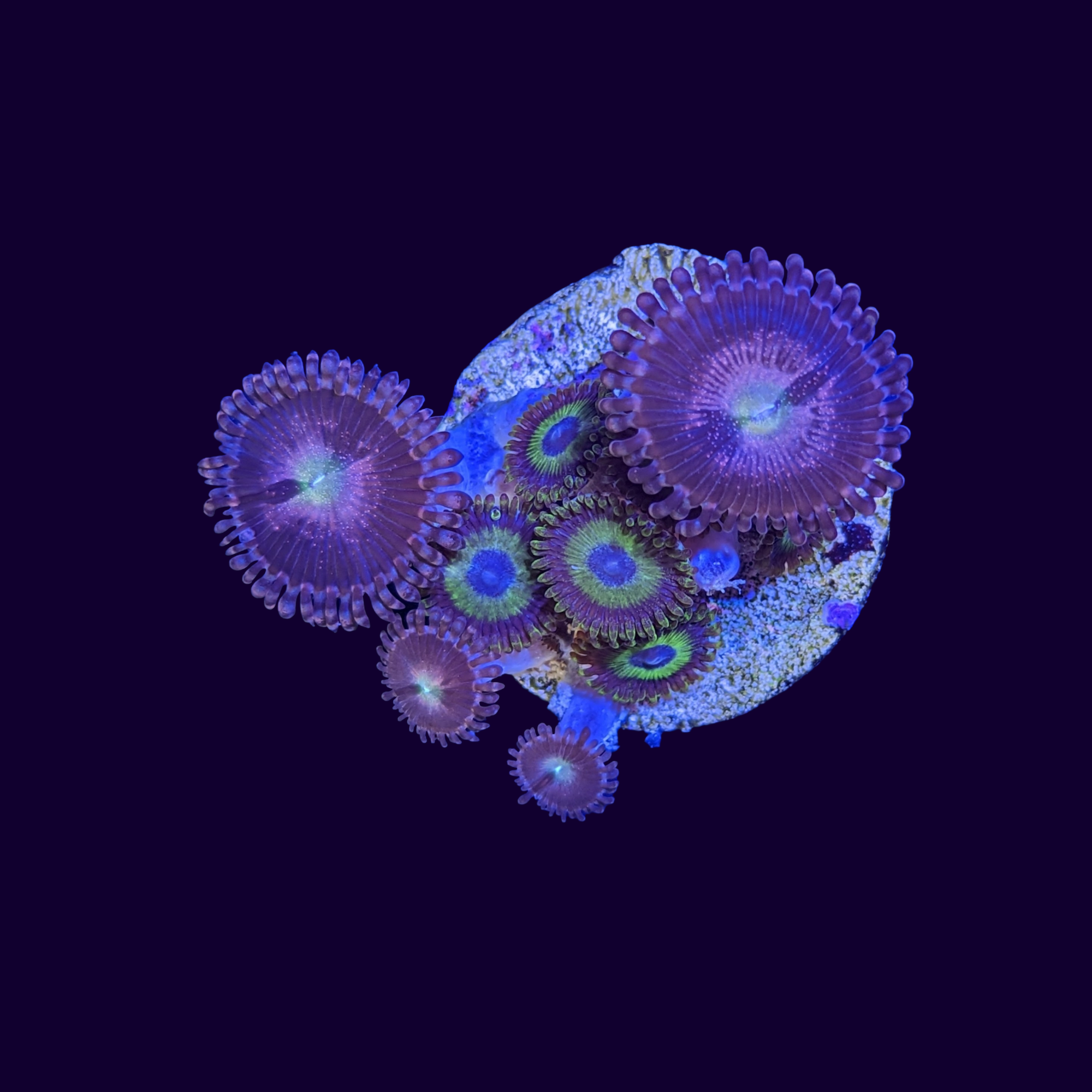 Purple Bee Mix Zoa Frag