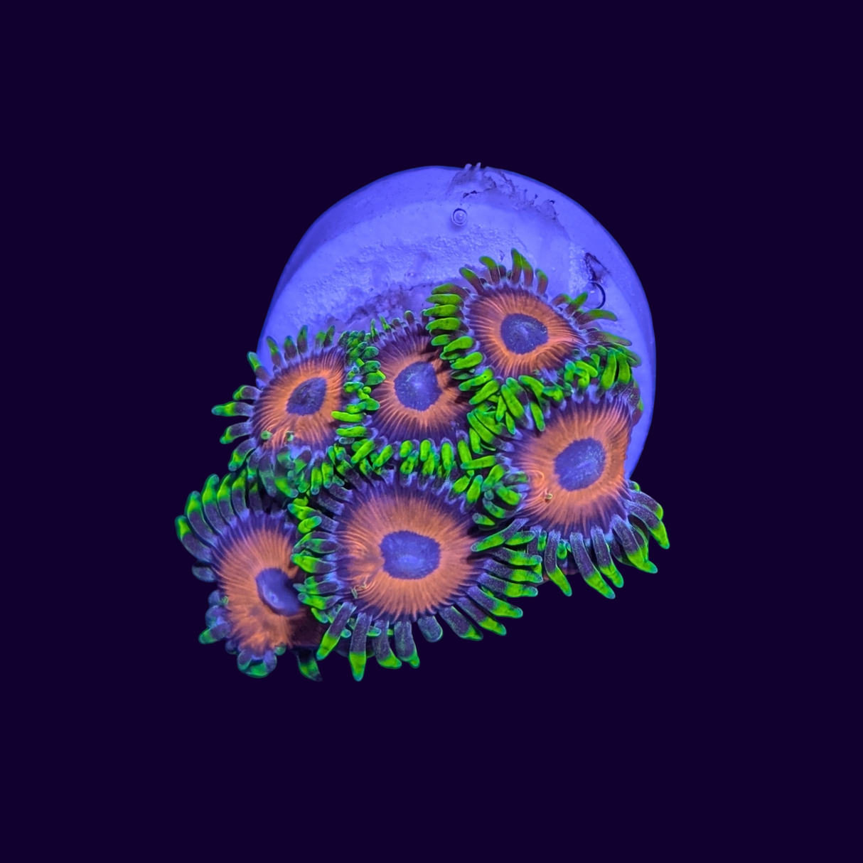 Eagle Eye Zoas