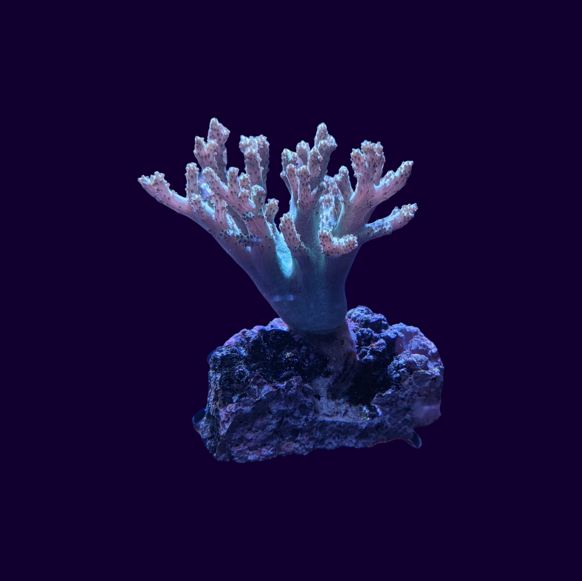 Finger Leather Coral