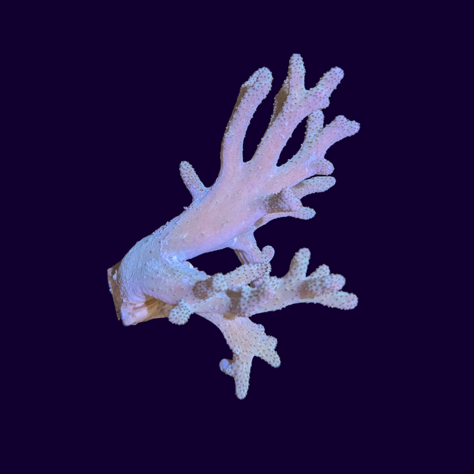 Finger Leather Coral