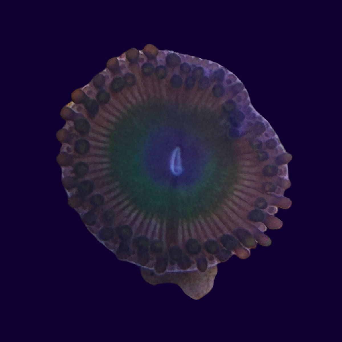 Red Candy Apples Zoas