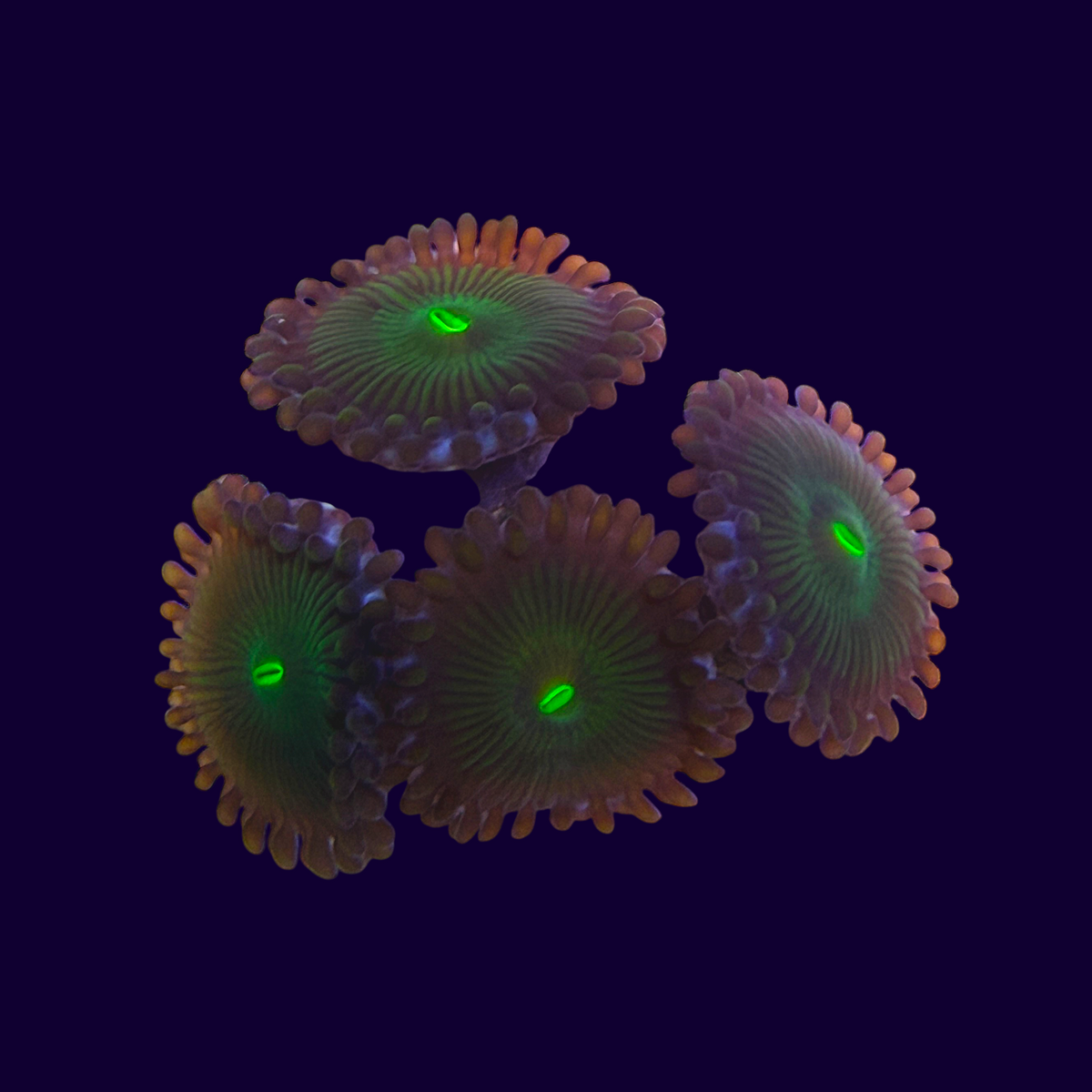 Green People Eaters Zoa