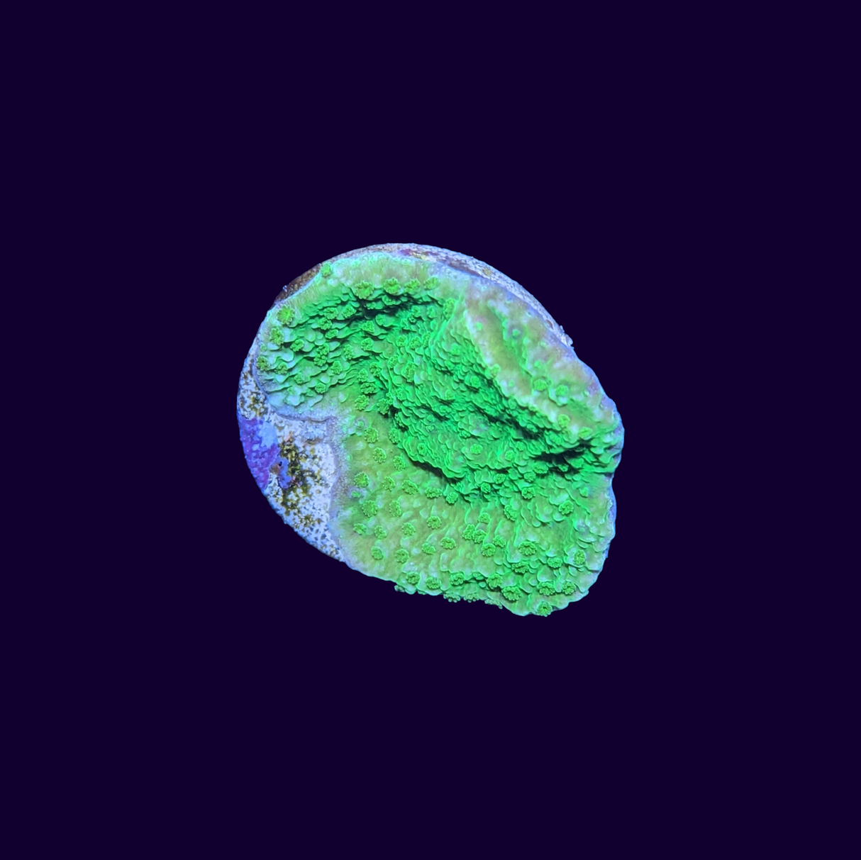 Green Montipora Cap (UK Grown)