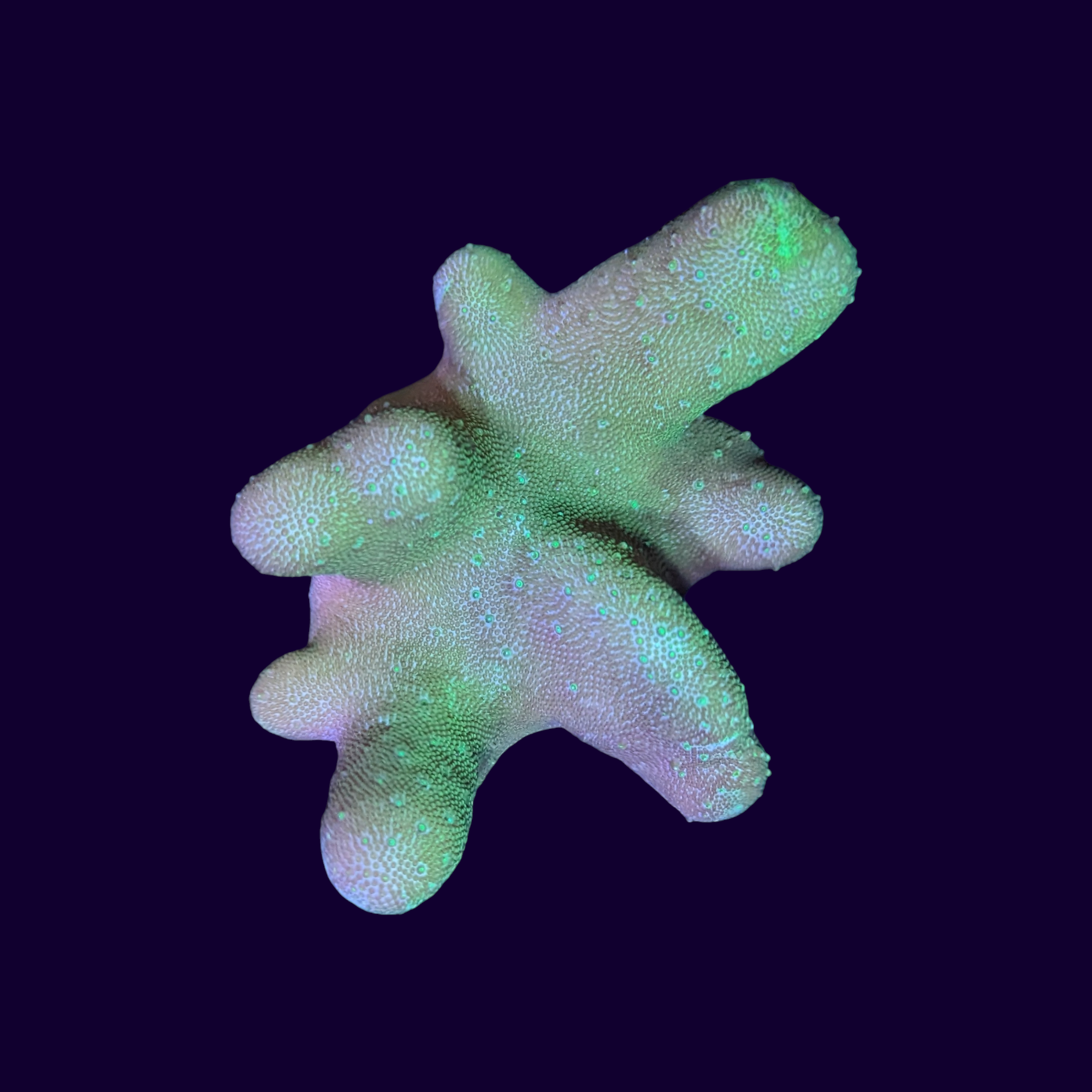 Lobophytum Leather Coral