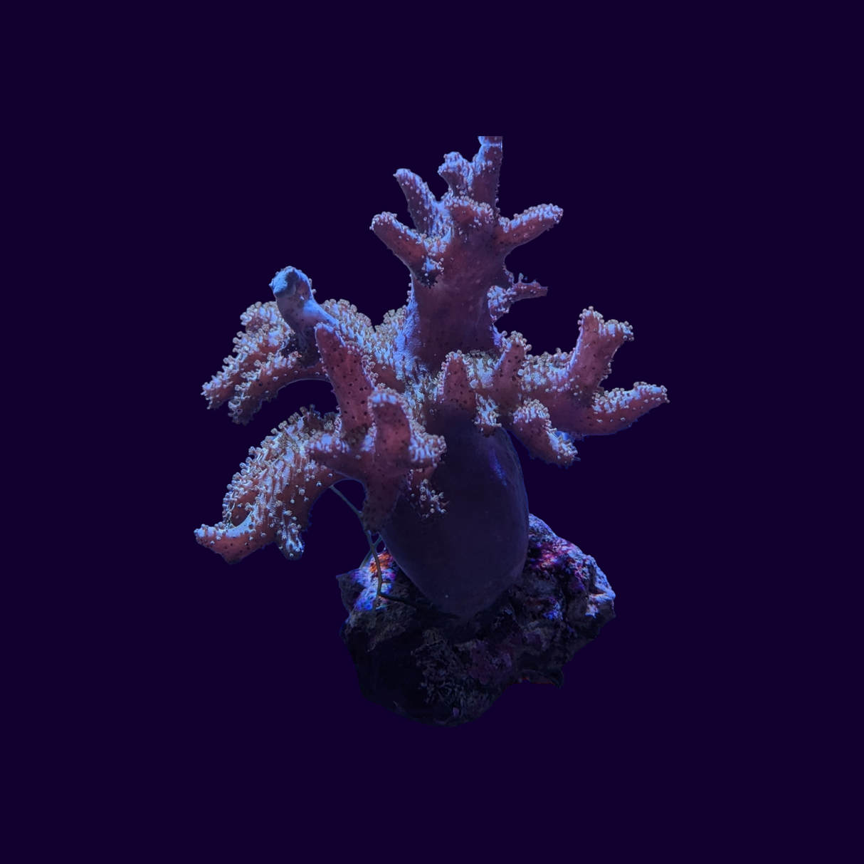 Finger Leather Coral