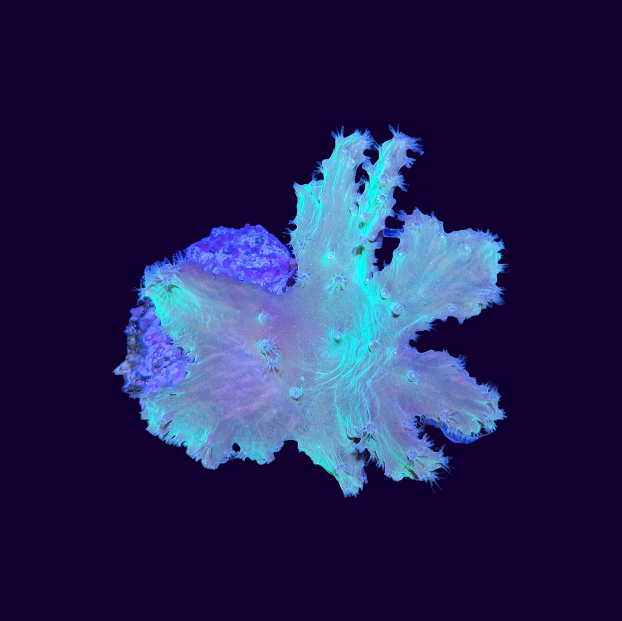 Green Cabbage Leather Coral