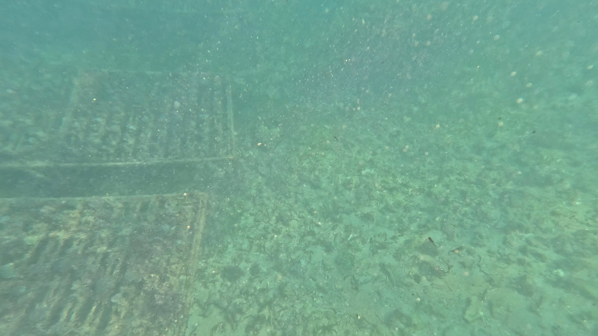 CoralPod® – Sponsor a Biodiversity Pod in Bali