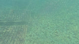 CoralPod® – Sponsor a Biodiversity Pod in Bali