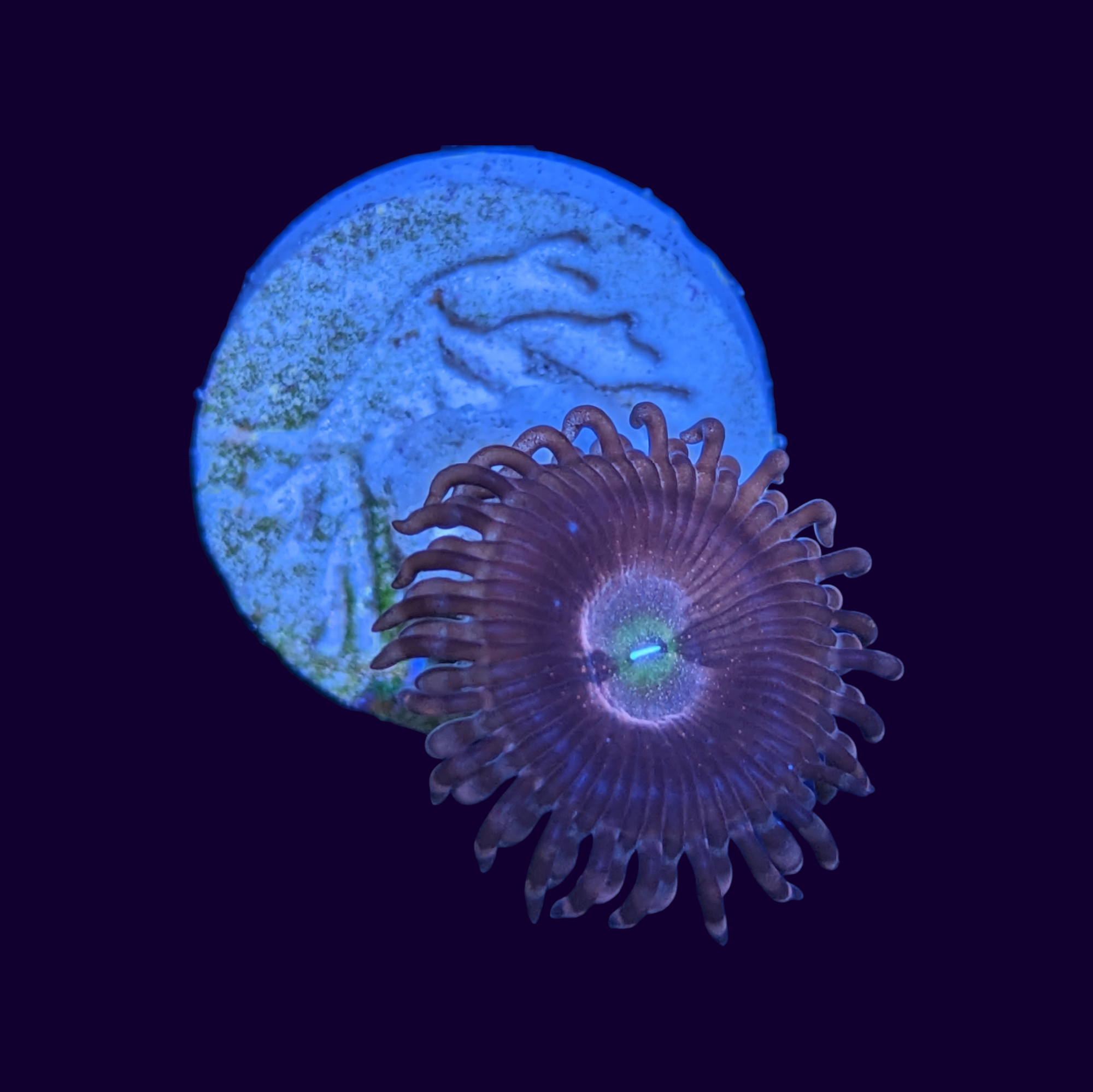 Purple Bee Zoa