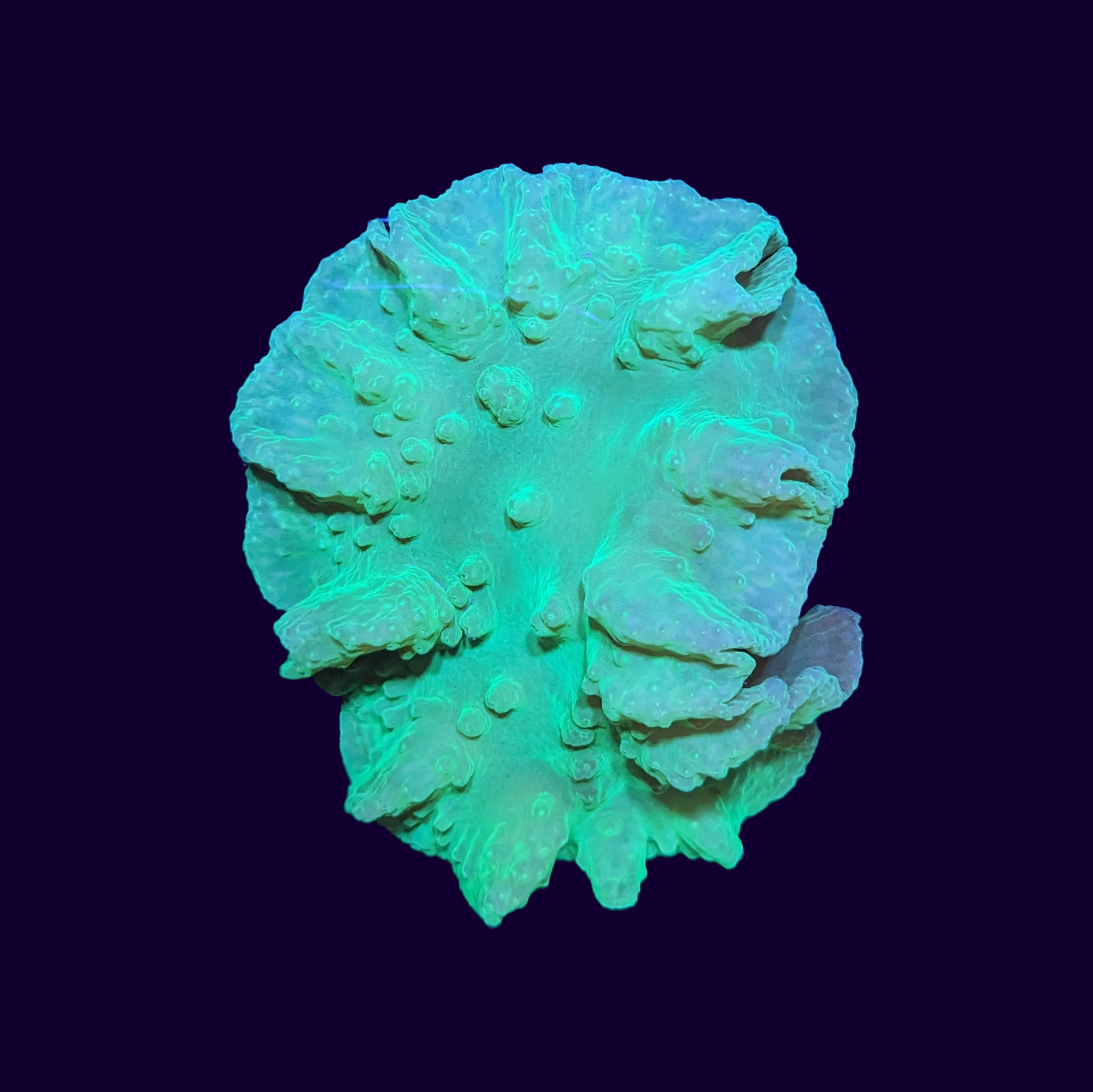 Green Cabbage Leather Coral