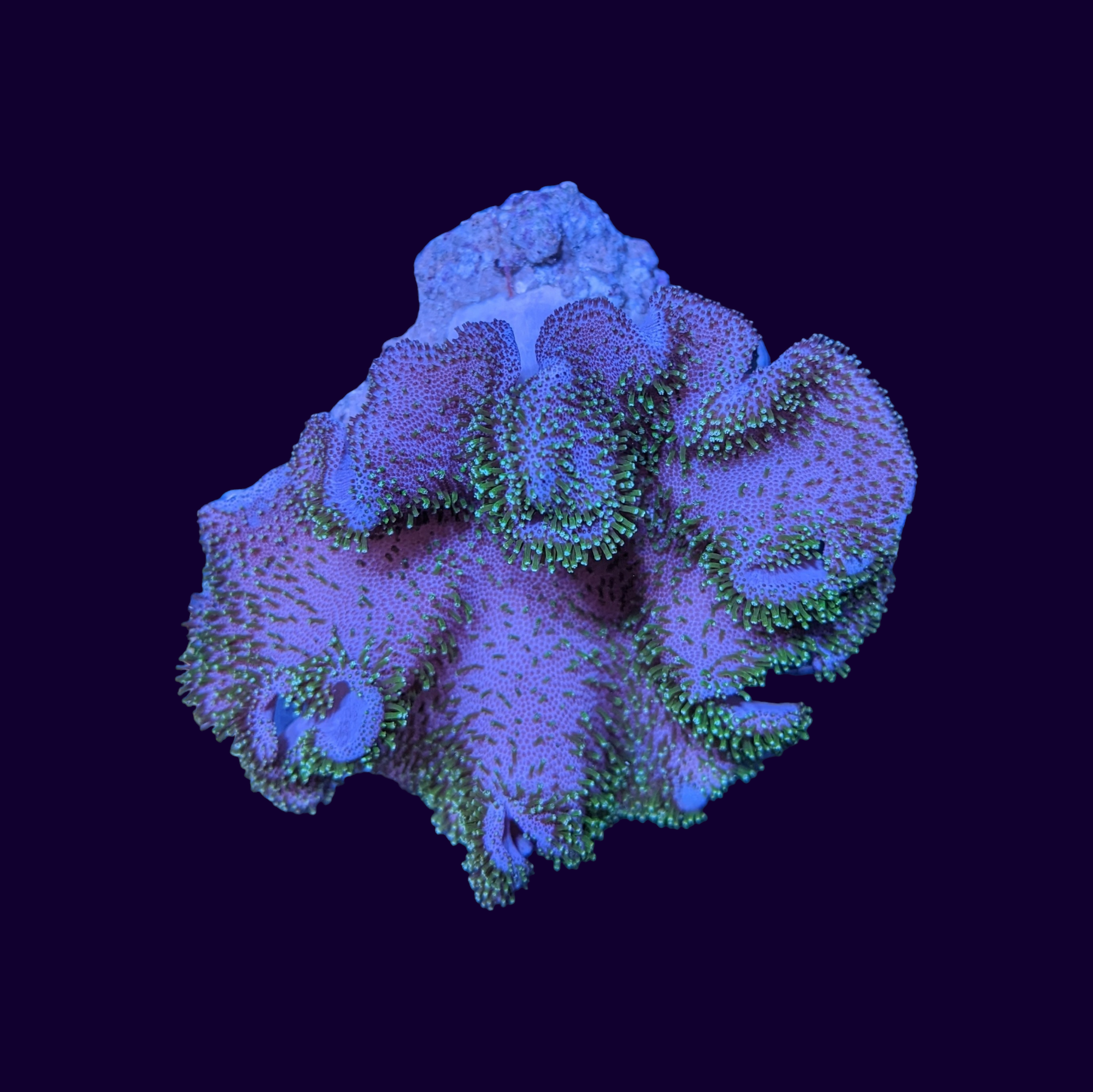 Green Polyp Toadstool Leather Coral