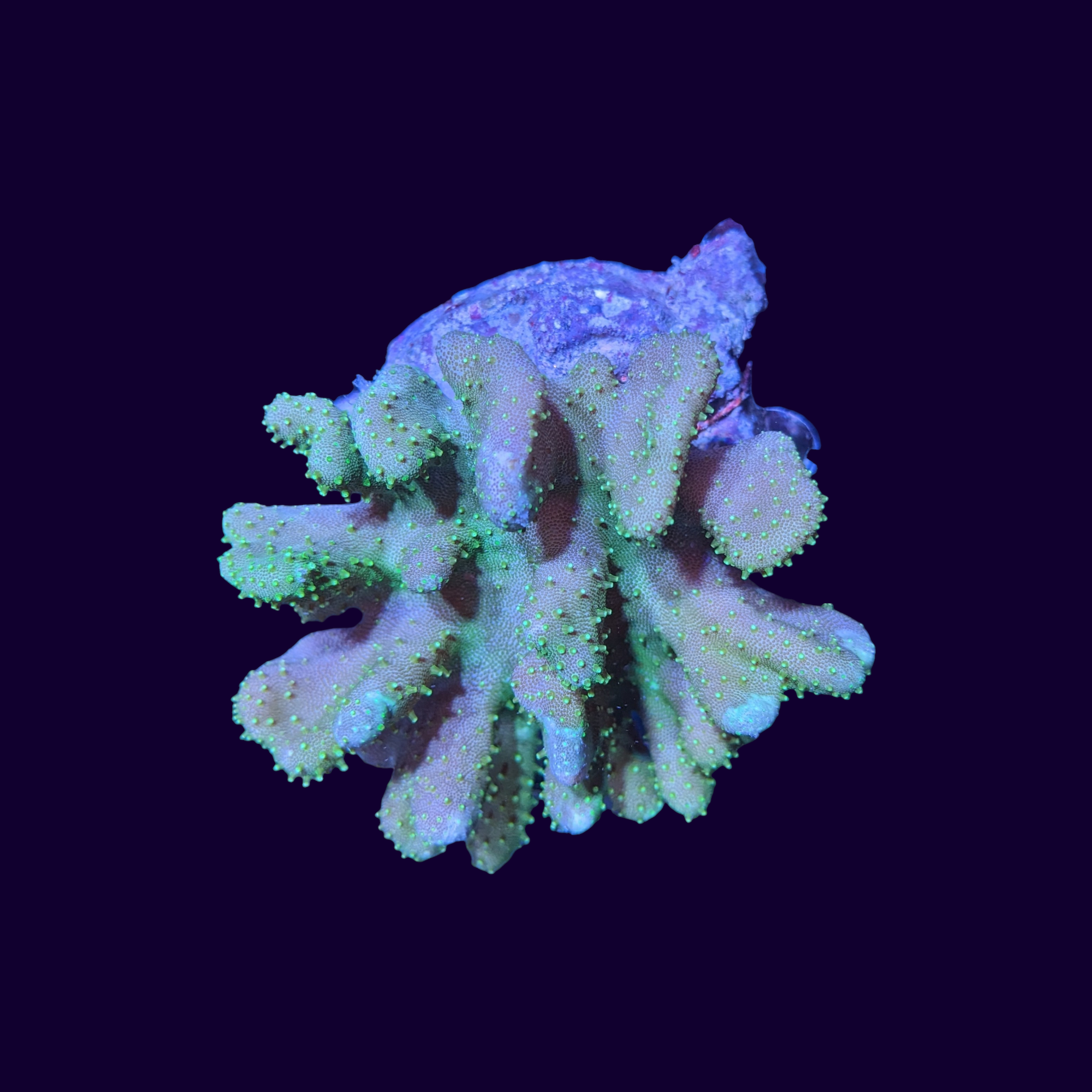 Lobophytum Leather Coral