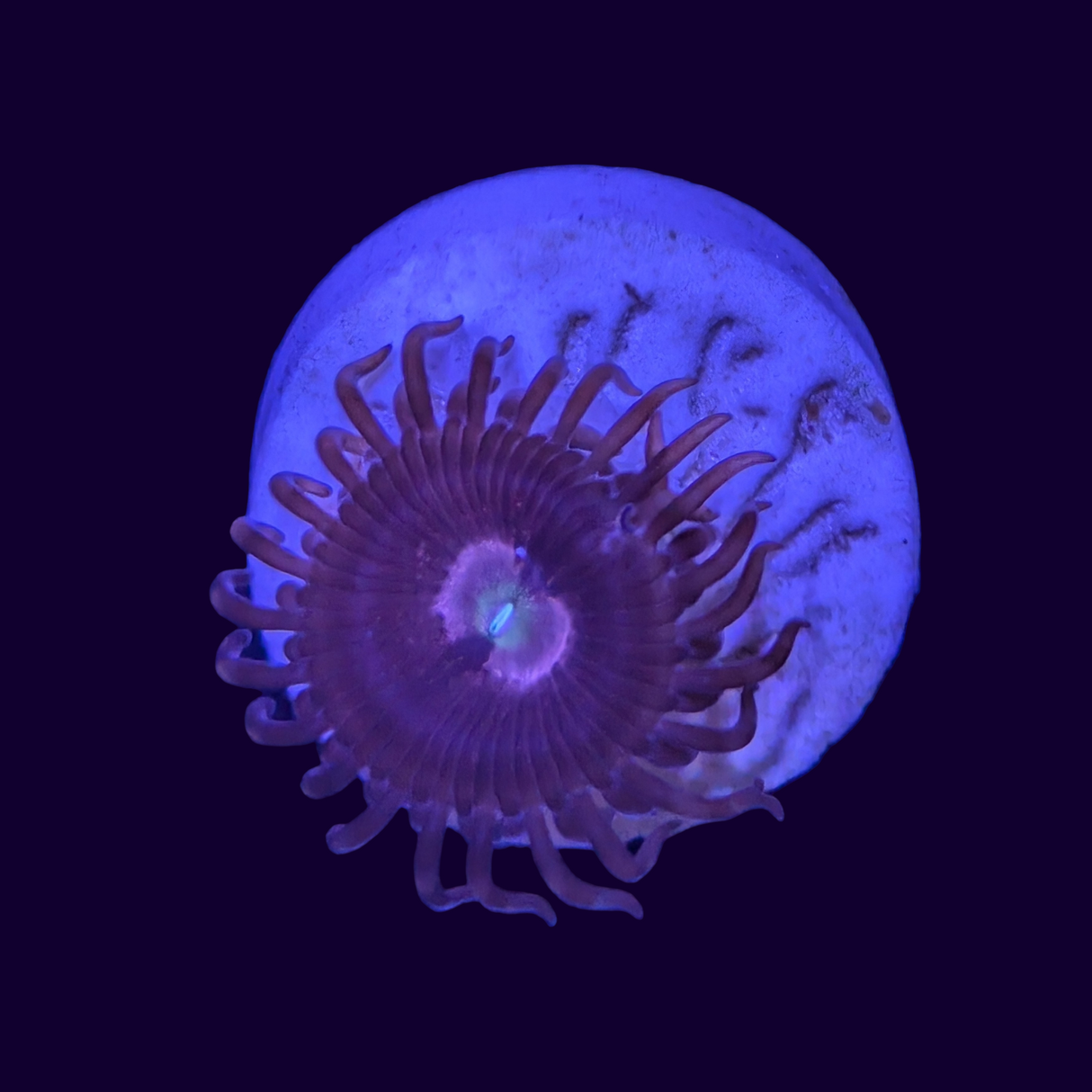 Purple Bee Zoa Frag -  1 Head