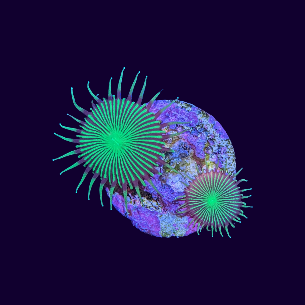 Green Paly Zoa Frag