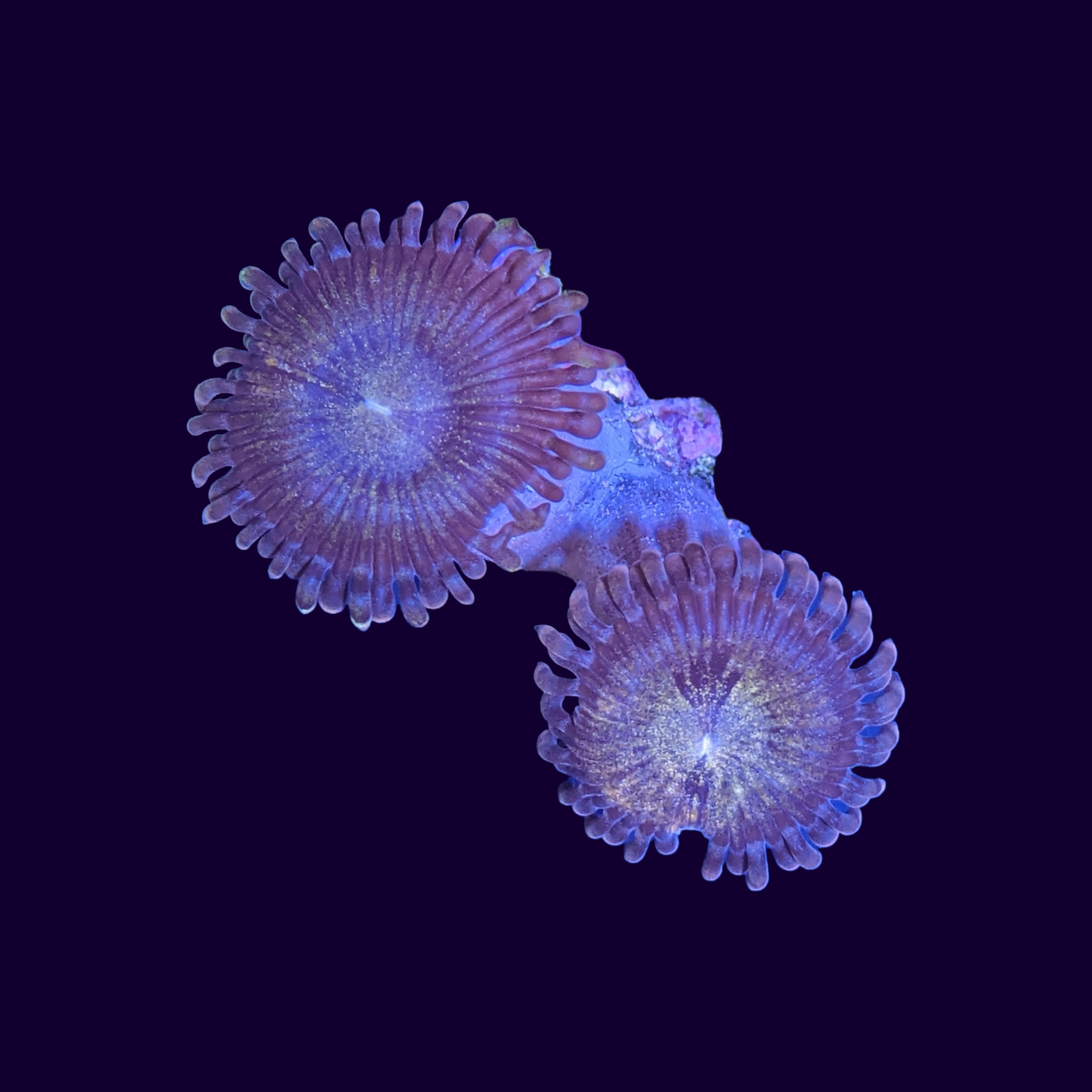 Reverse Space Monster Zoa Frag