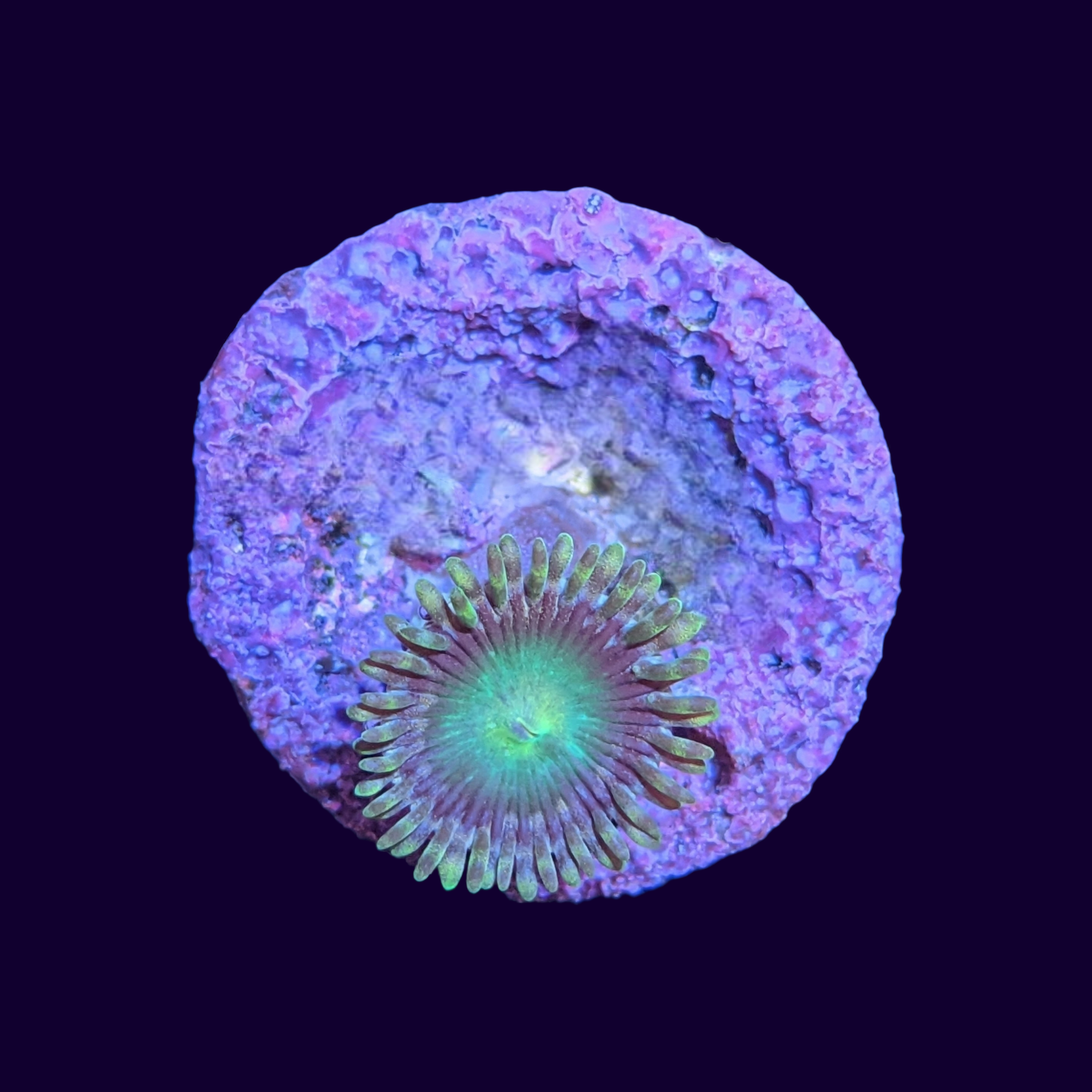 Zoa Frag