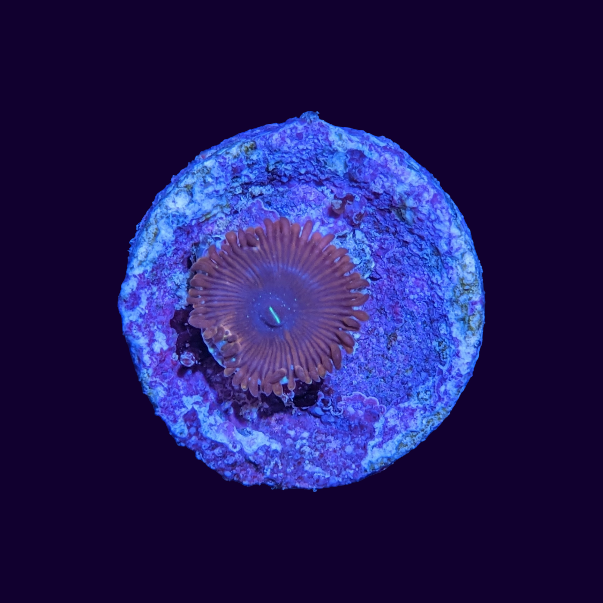 Red People Eater Zoa