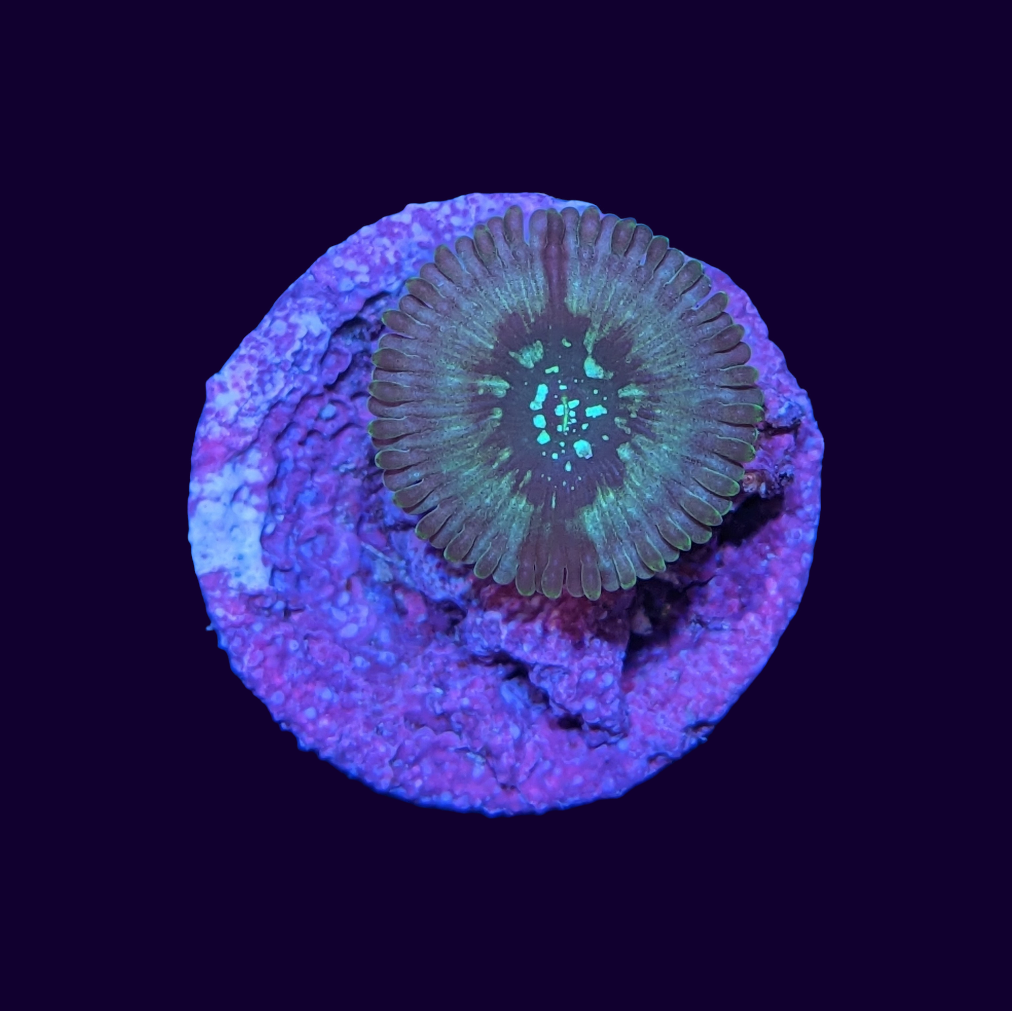 Hawaiian People Eater Zoa Frag