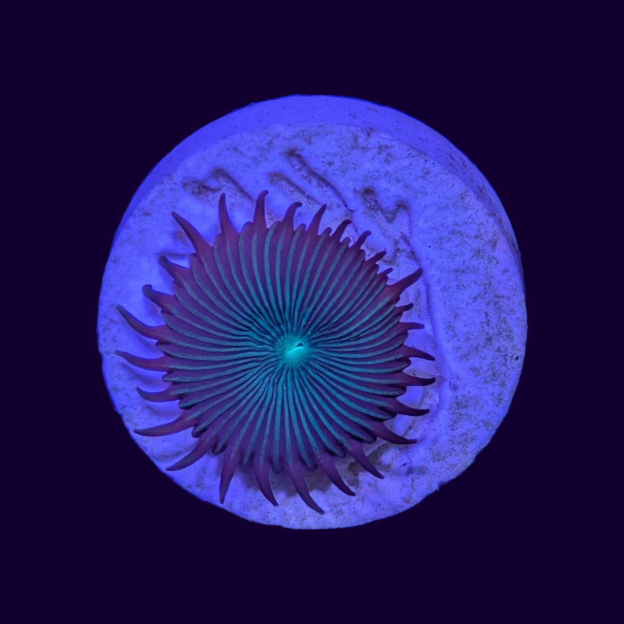 Green Paly Frag
