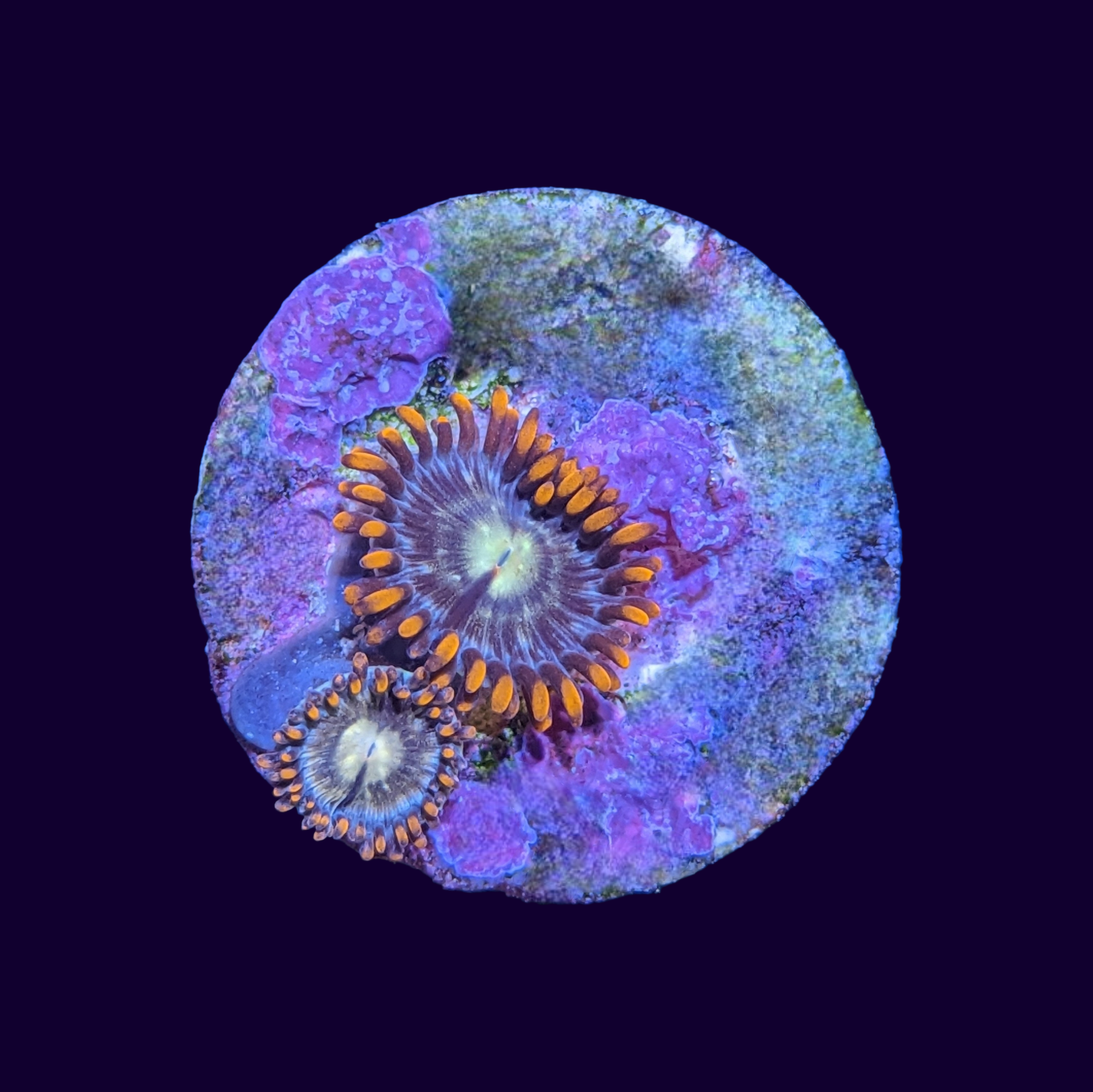 Fire and Ice Zoa Frag