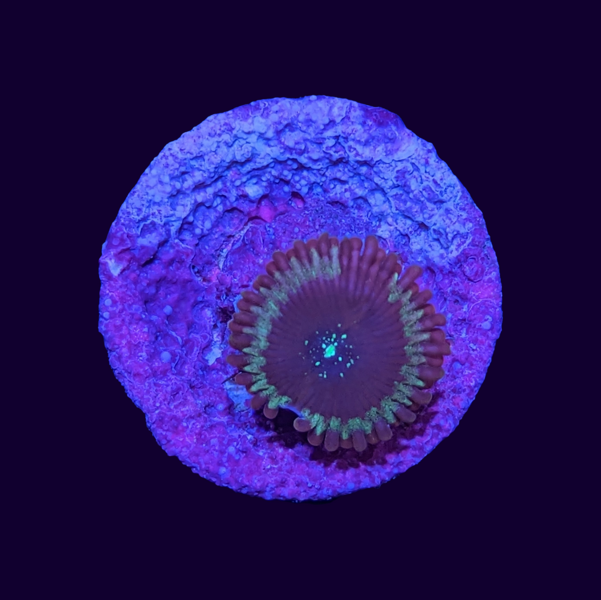 Zoa Frag