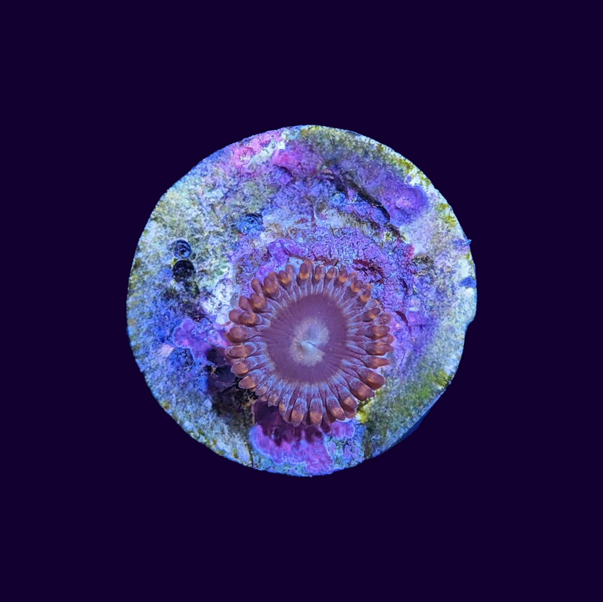 Zoa Frag