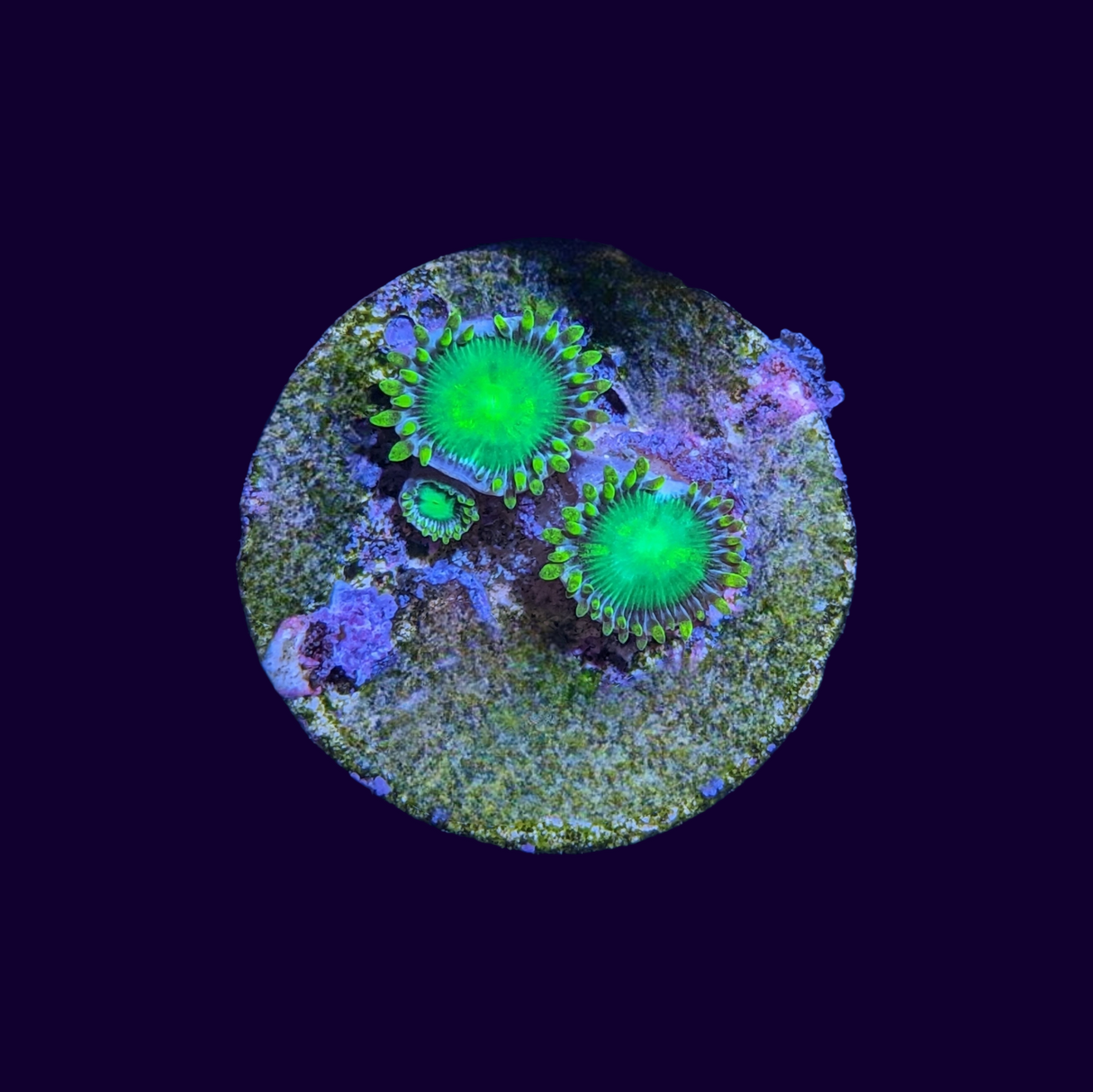 Radioactive Dragons Eye Zoa Frag