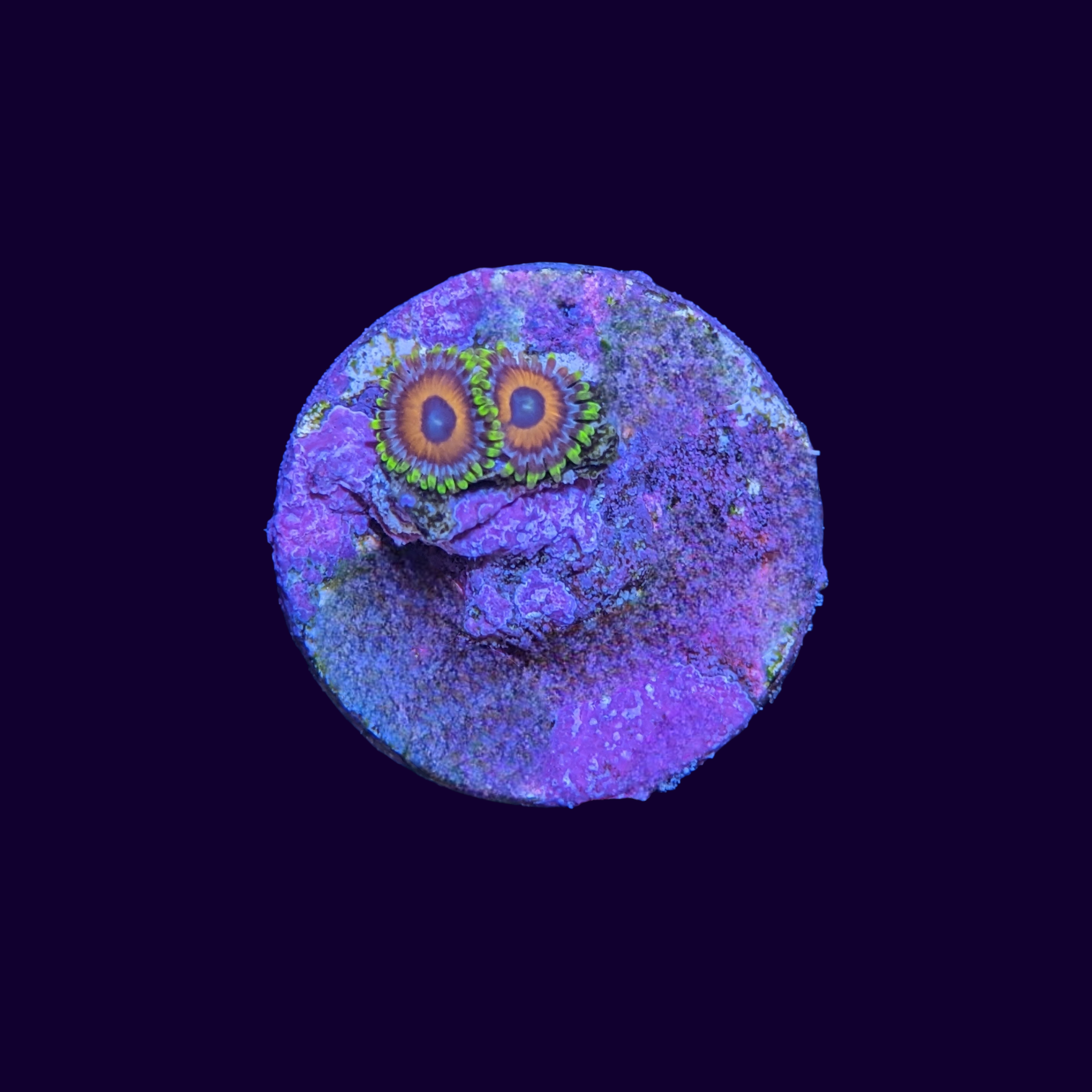 Eagle Eyes Zoa Frag