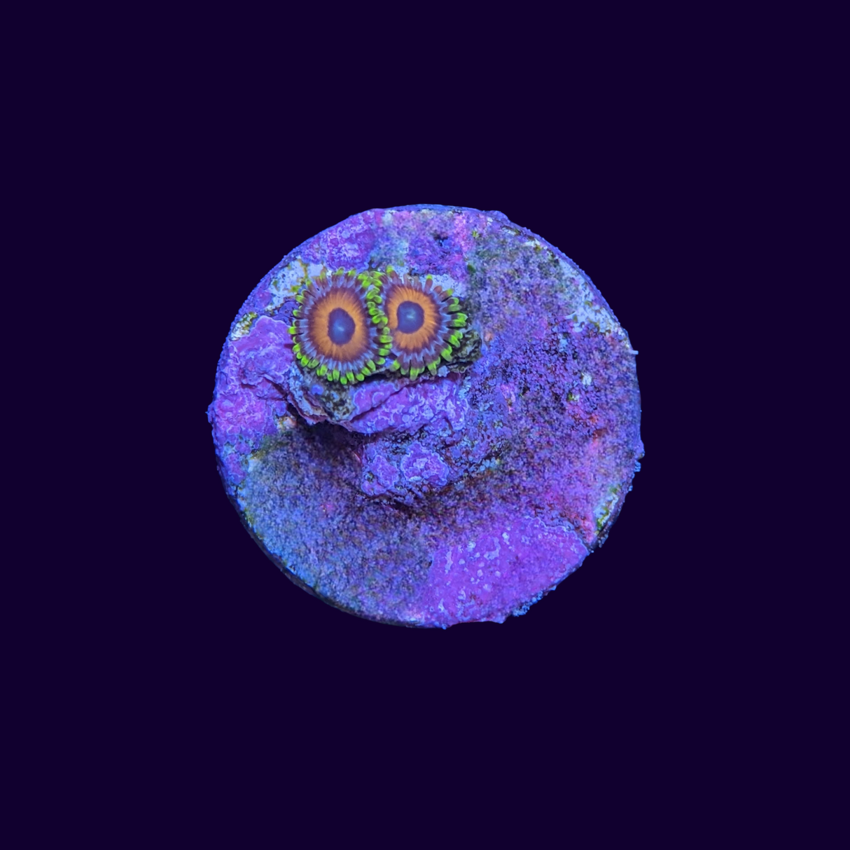 Eagle Eyes Zoa Frag