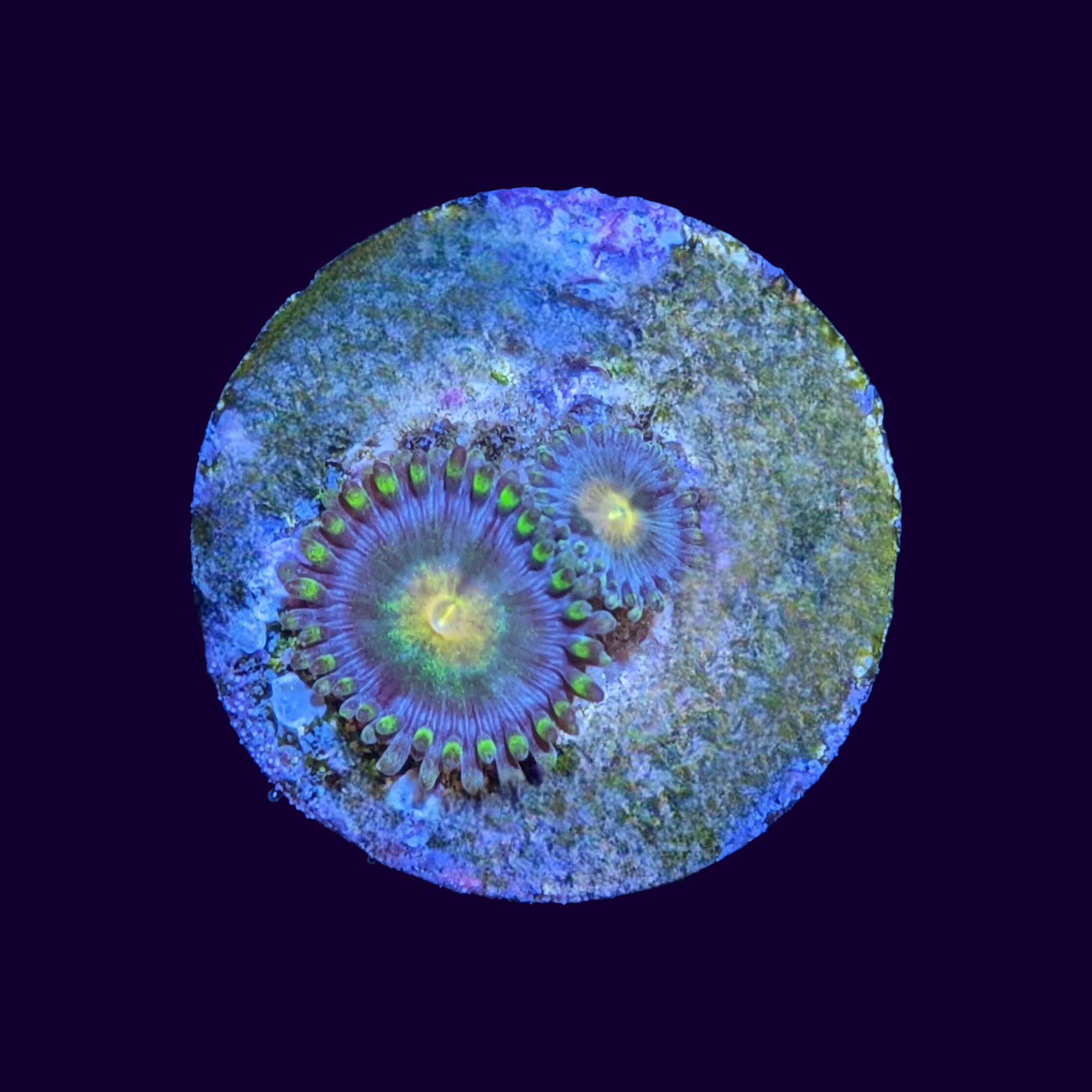 Zoa Frag