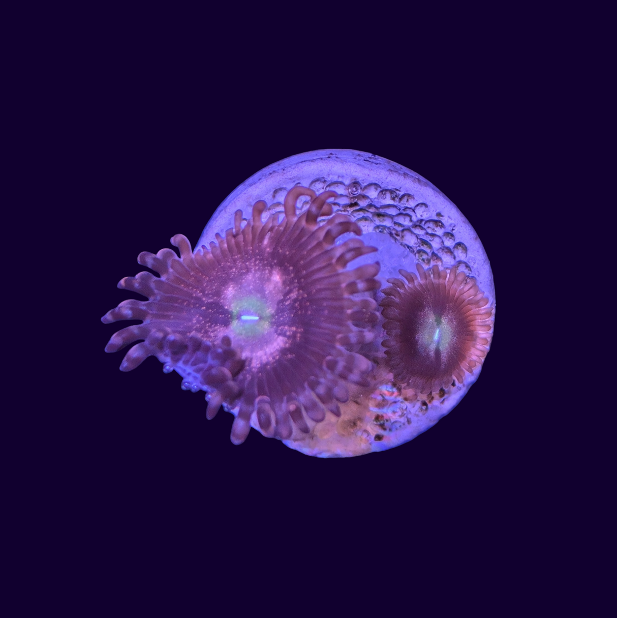 Purple Bee Zoa Frag