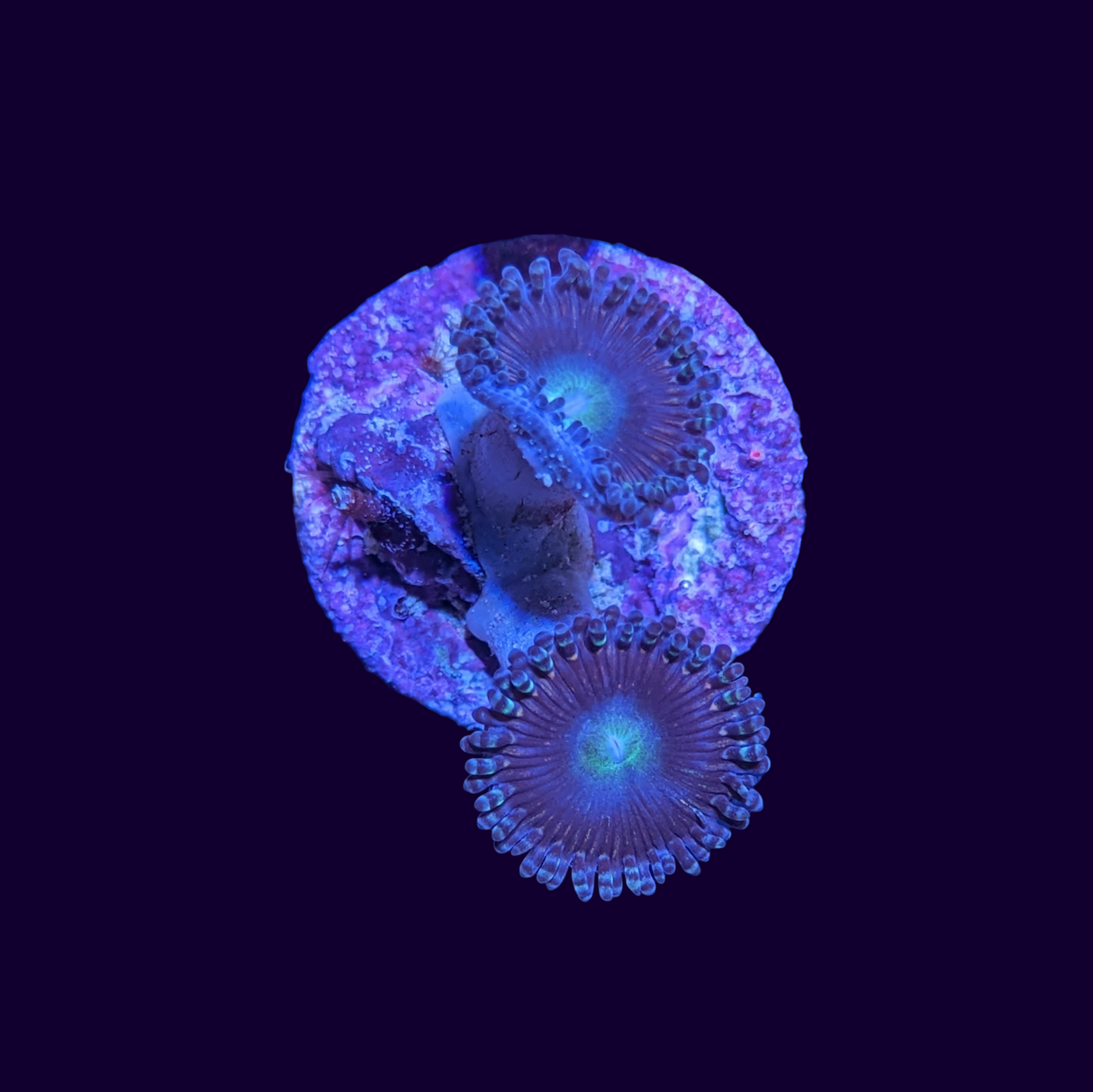 Victoria Secret Zoa Frag