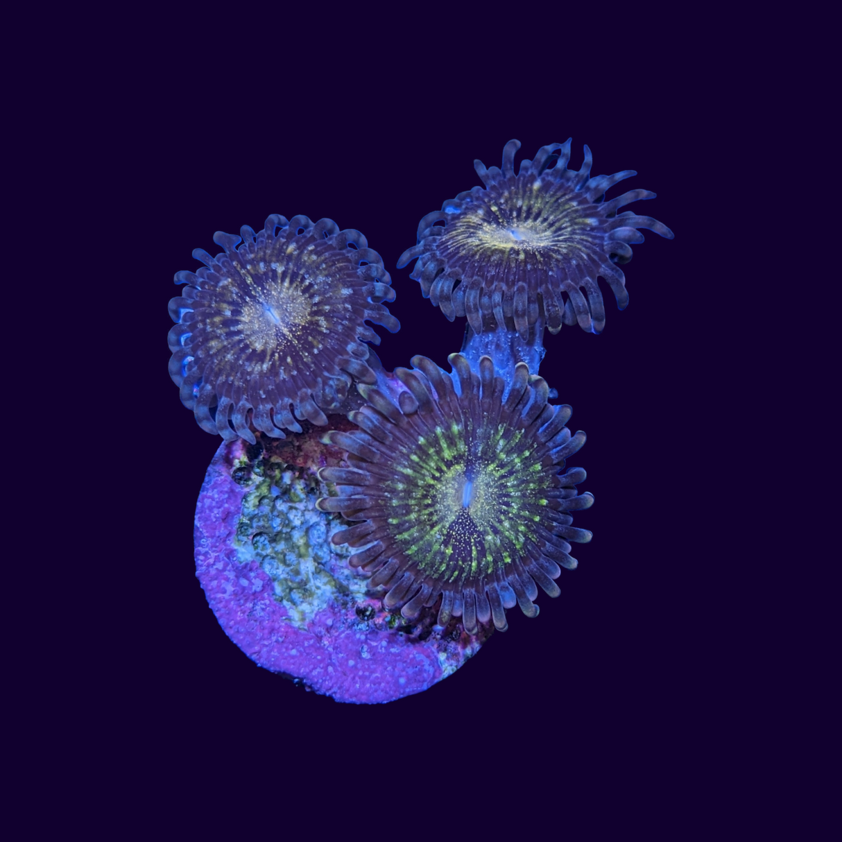 Reverse Space Monster Zoa Frag (Various sizes)