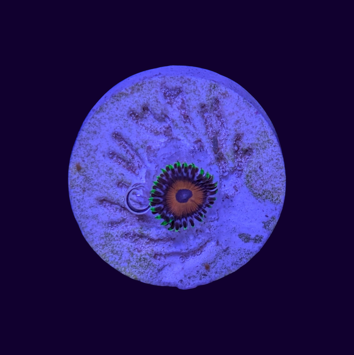 Eagle Eye Zoa