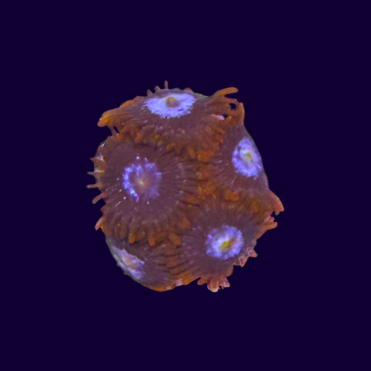 Fire & Ice Zoas